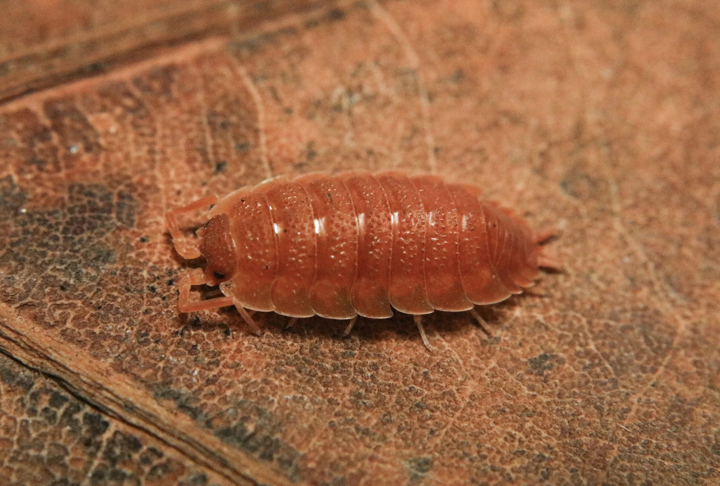 Porcellio scaber āOrangeā
