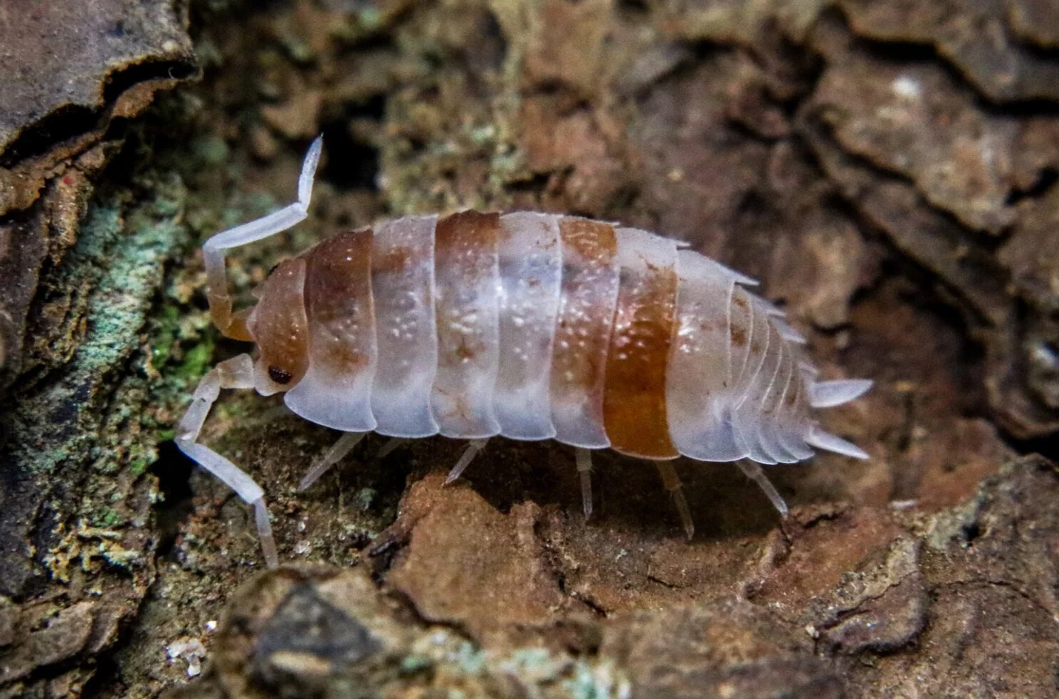 Porcellio scaber "Orange Koi"