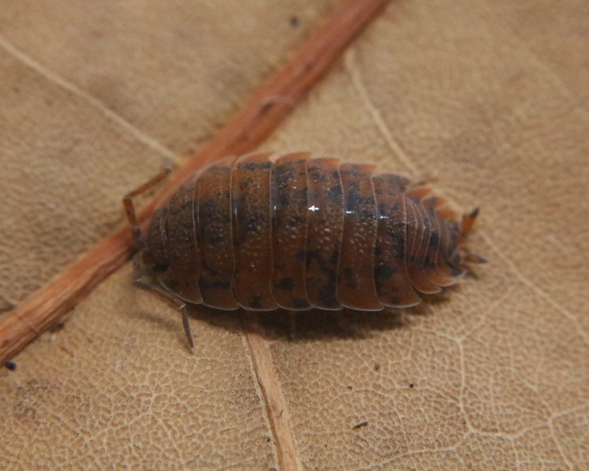 Porcellio scaber "Red Calico"