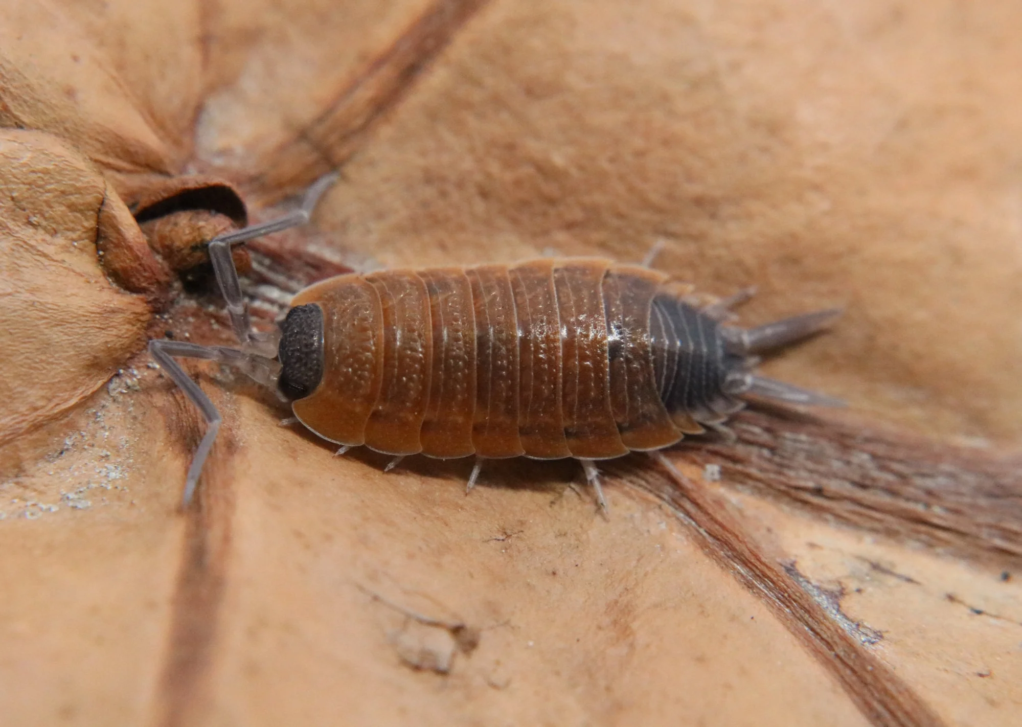 Porcellio silvestrii