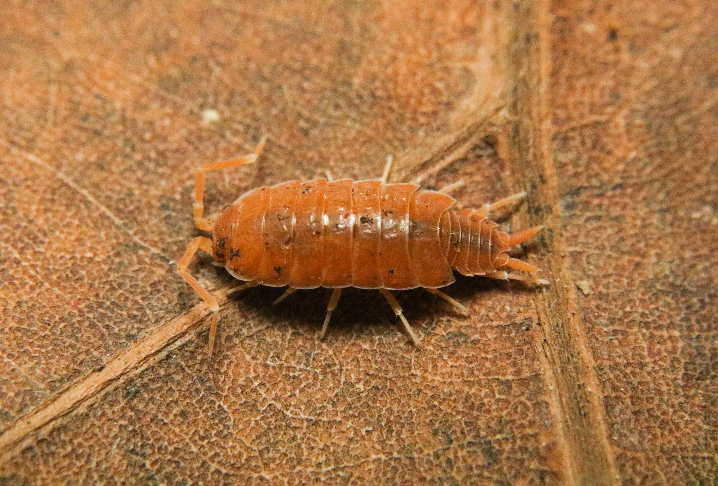 Porcellionides pruinosus "Powder Orange"