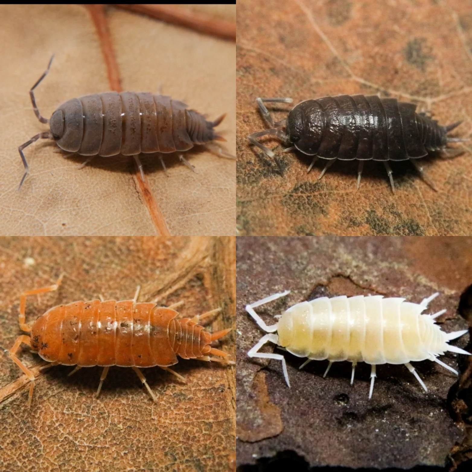 Porcellionides pruinosus "Powder Mix"