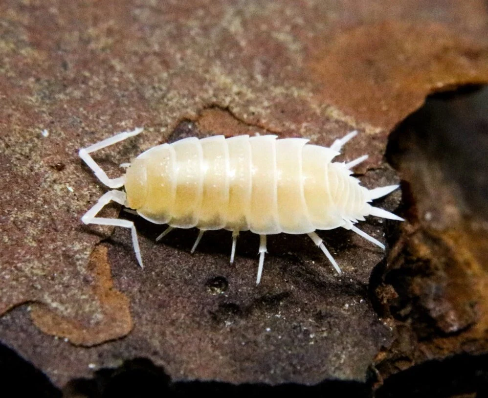 Porcellionides pruinosus "White Out"
