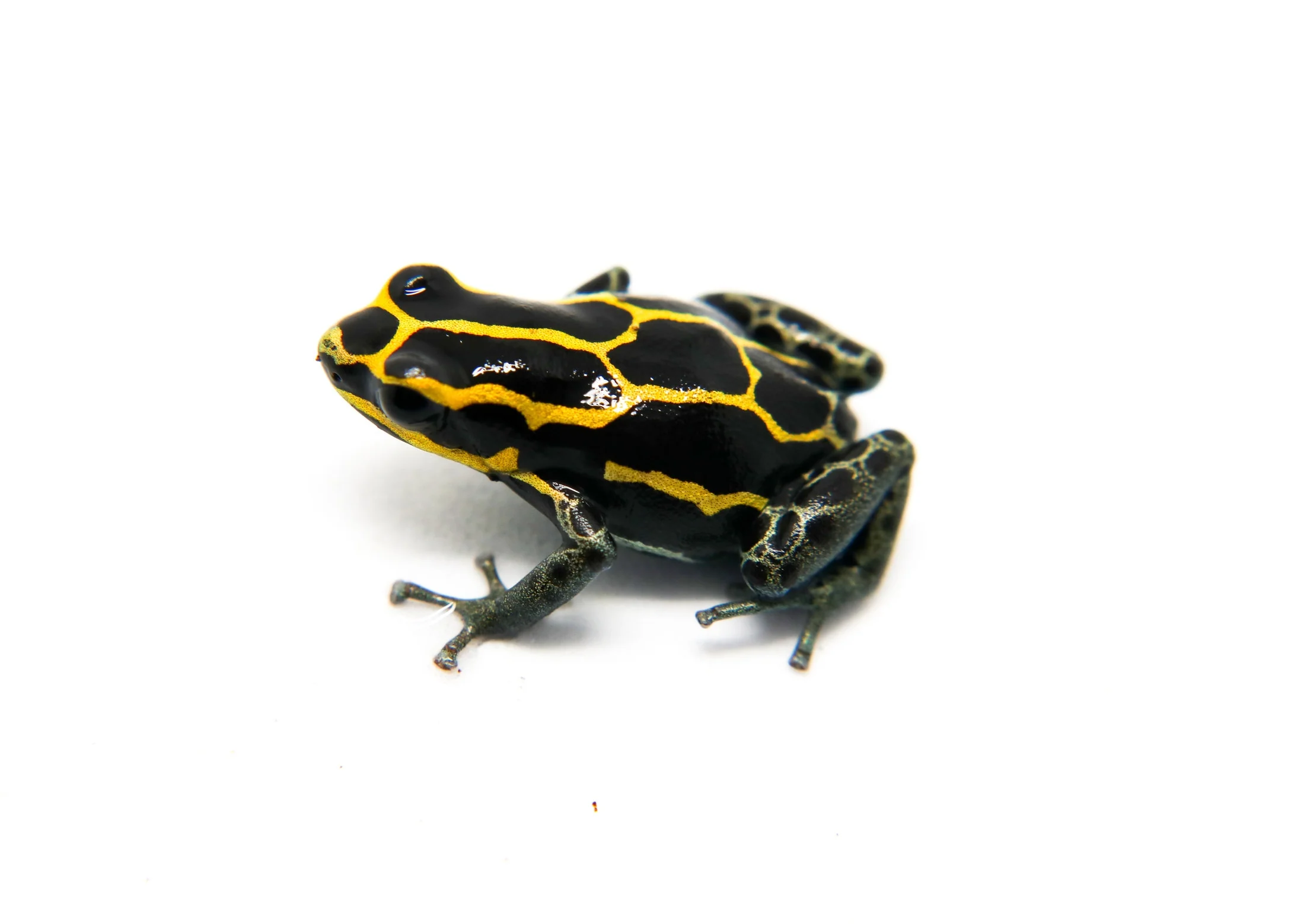 Ranitomeya variabilis "French Guiana"
