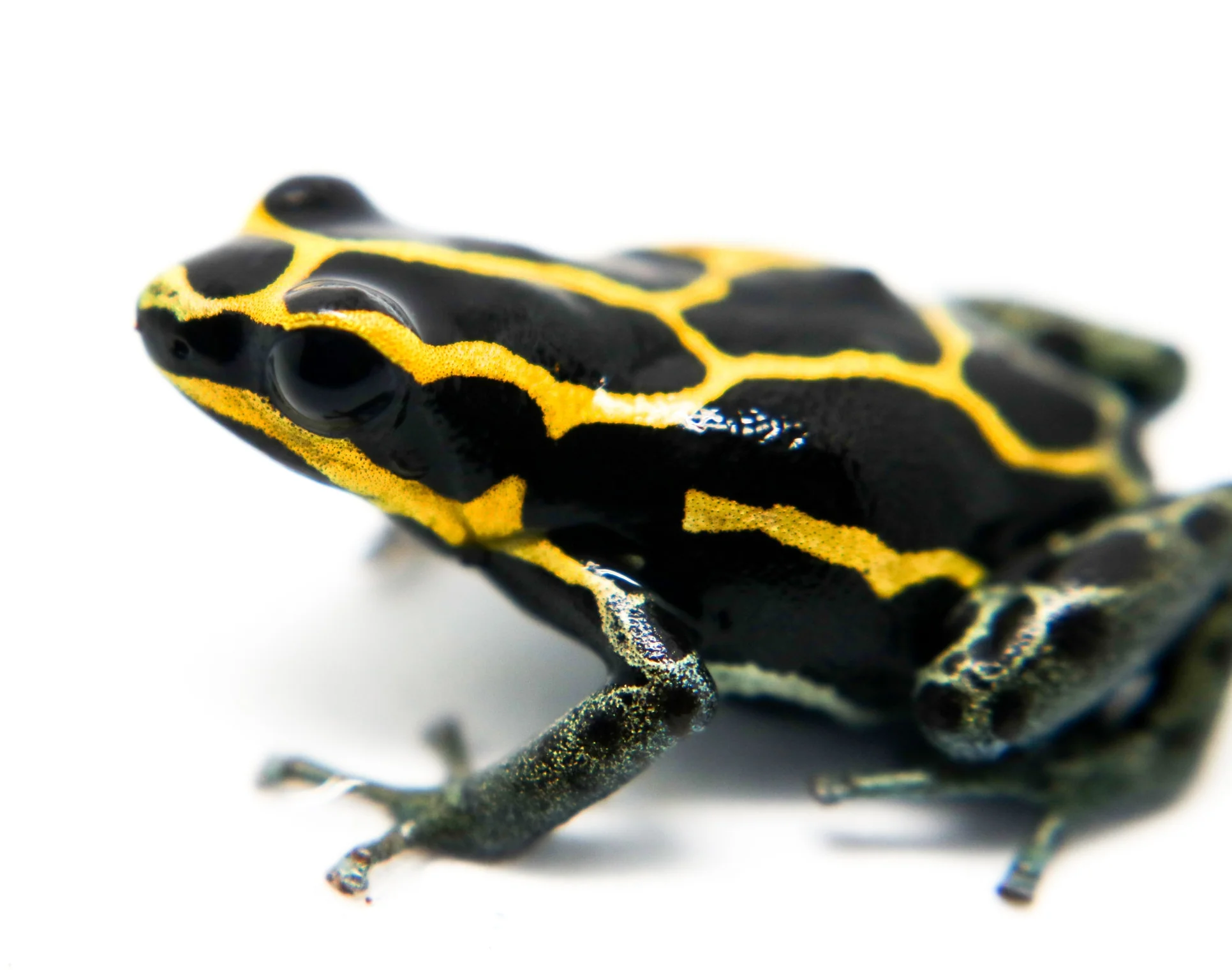 Ranitomeya variabilis "French Guiana" - Image 3