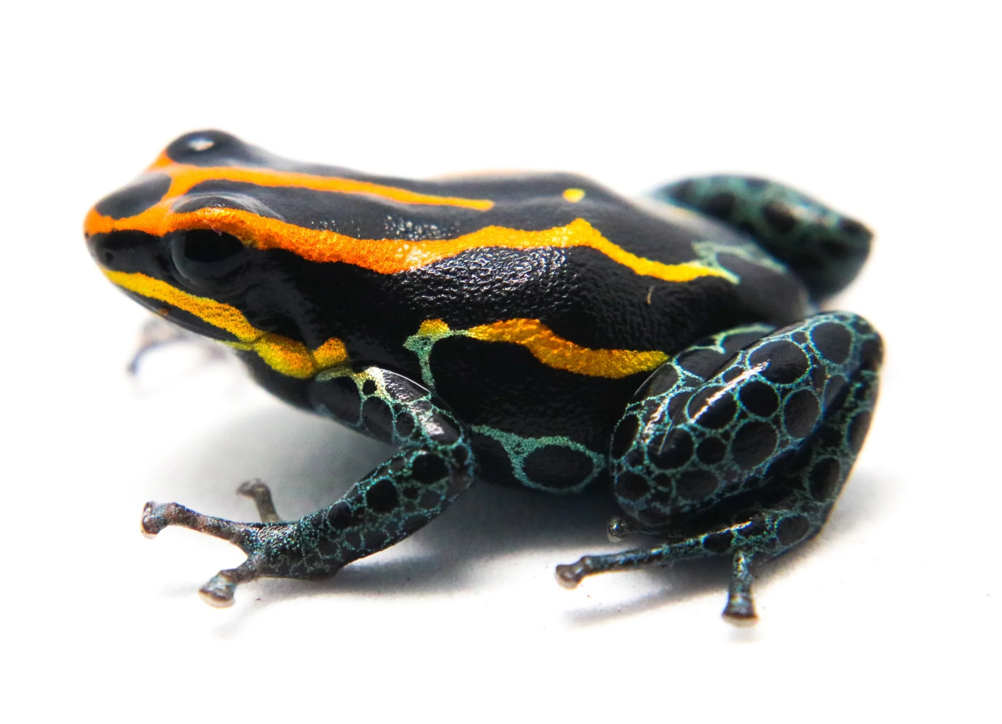 Ranitomeya amazonica "Iquitos" - Image 3