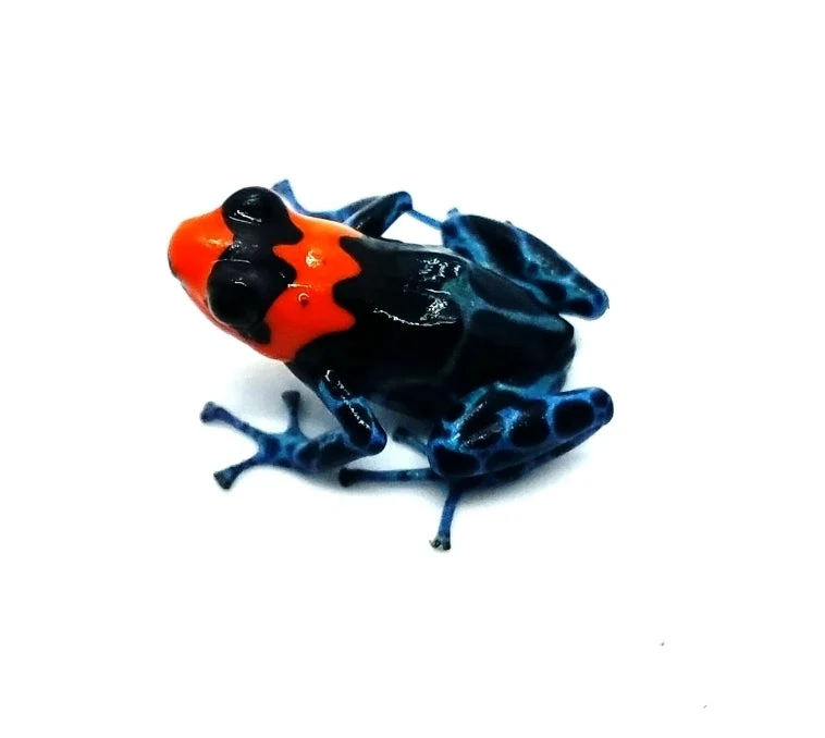 Ranitomeya benedicta "Shucushuyacu" - Tadpole