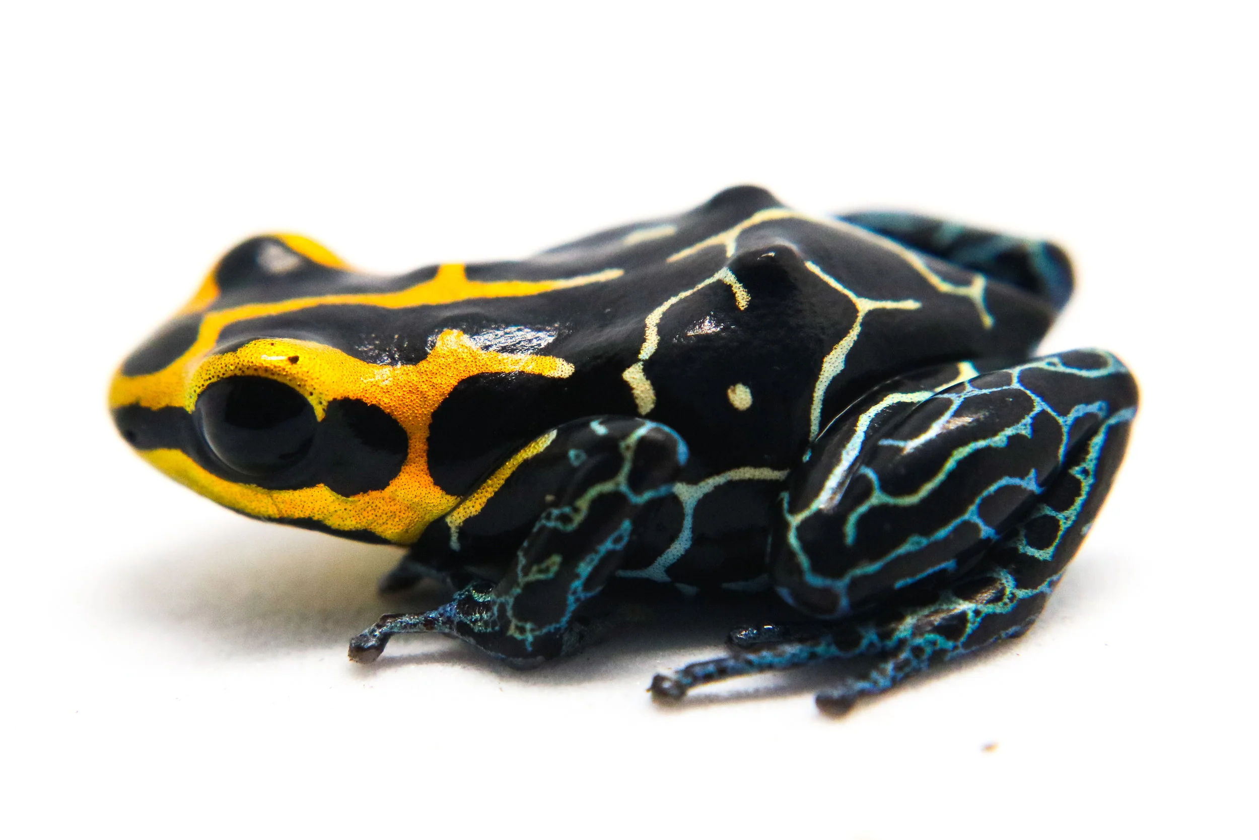 Ranitomeya fantastica "Lowland" - Image 3