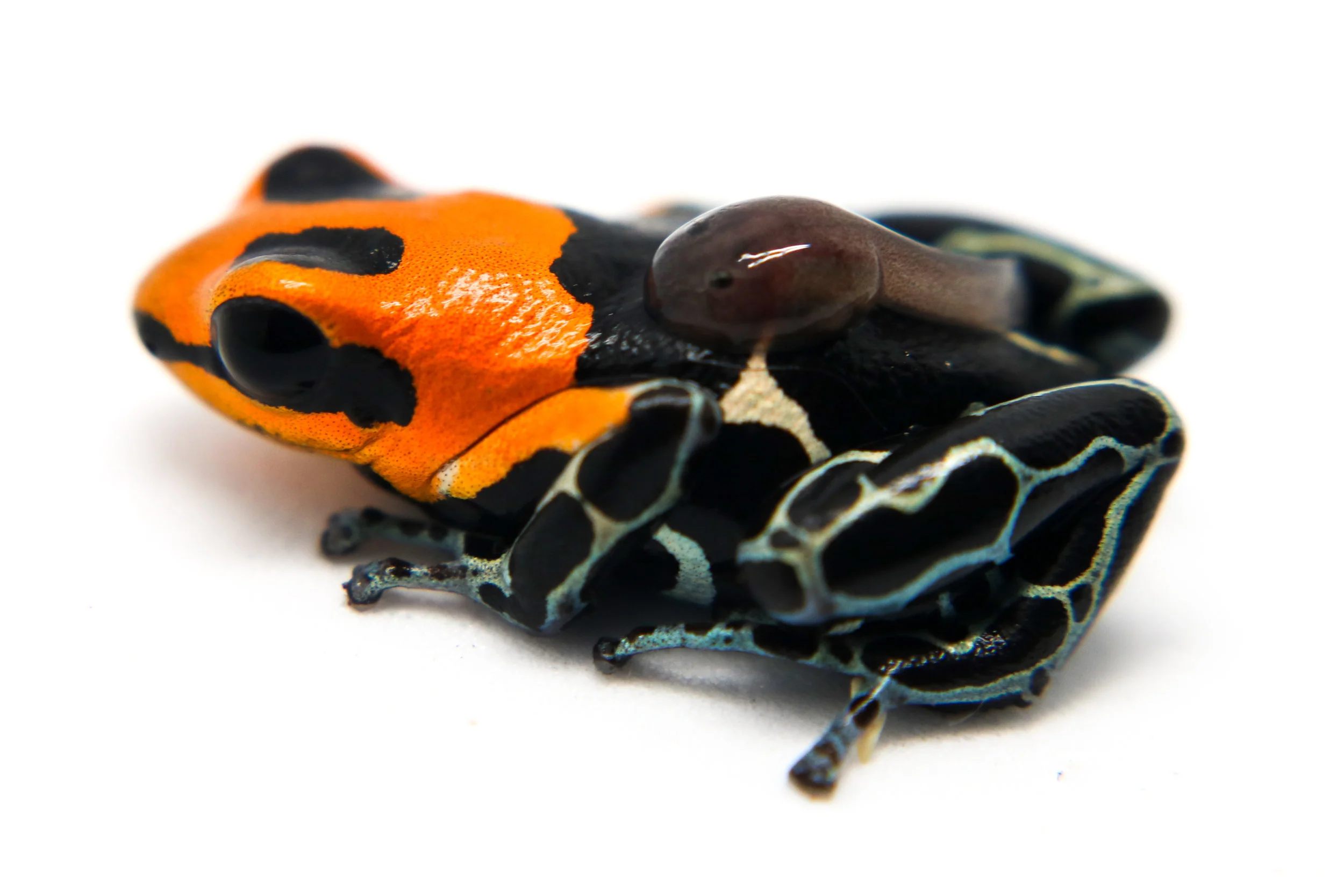 Ranitomeya fantastica "Monte Cristo" - Image 3