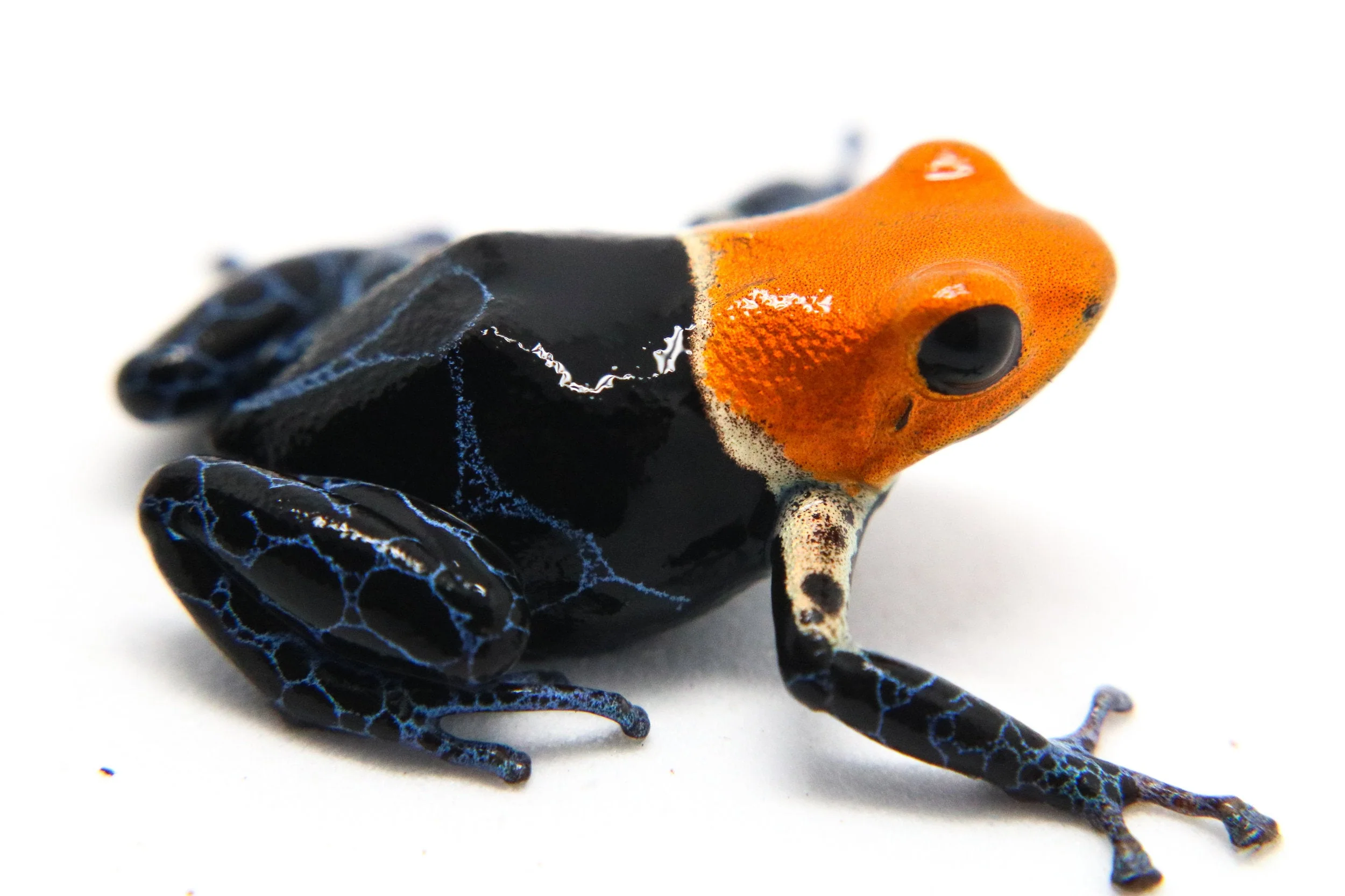 Ranitomeya fantastica "True Nominal" - Tadpole - Image 3