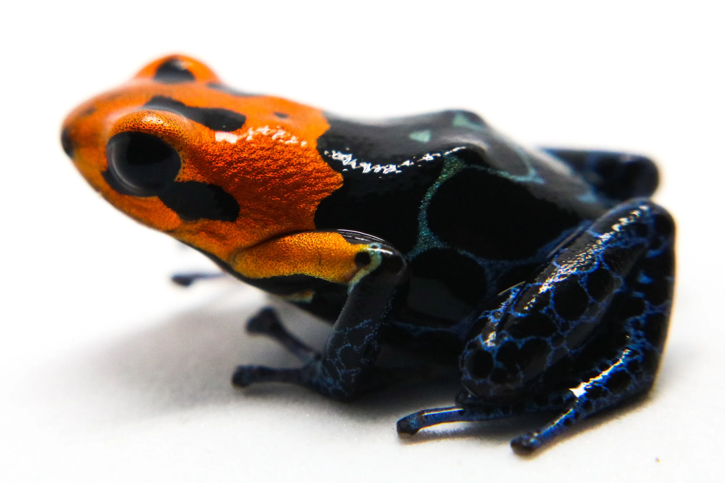 Ranitomeya fantastica "Varadero" - Image 3