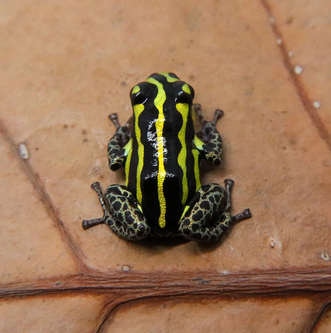 Ranitomeya flavovittata "Tamshiyacu Tauhuayo" - Image 2