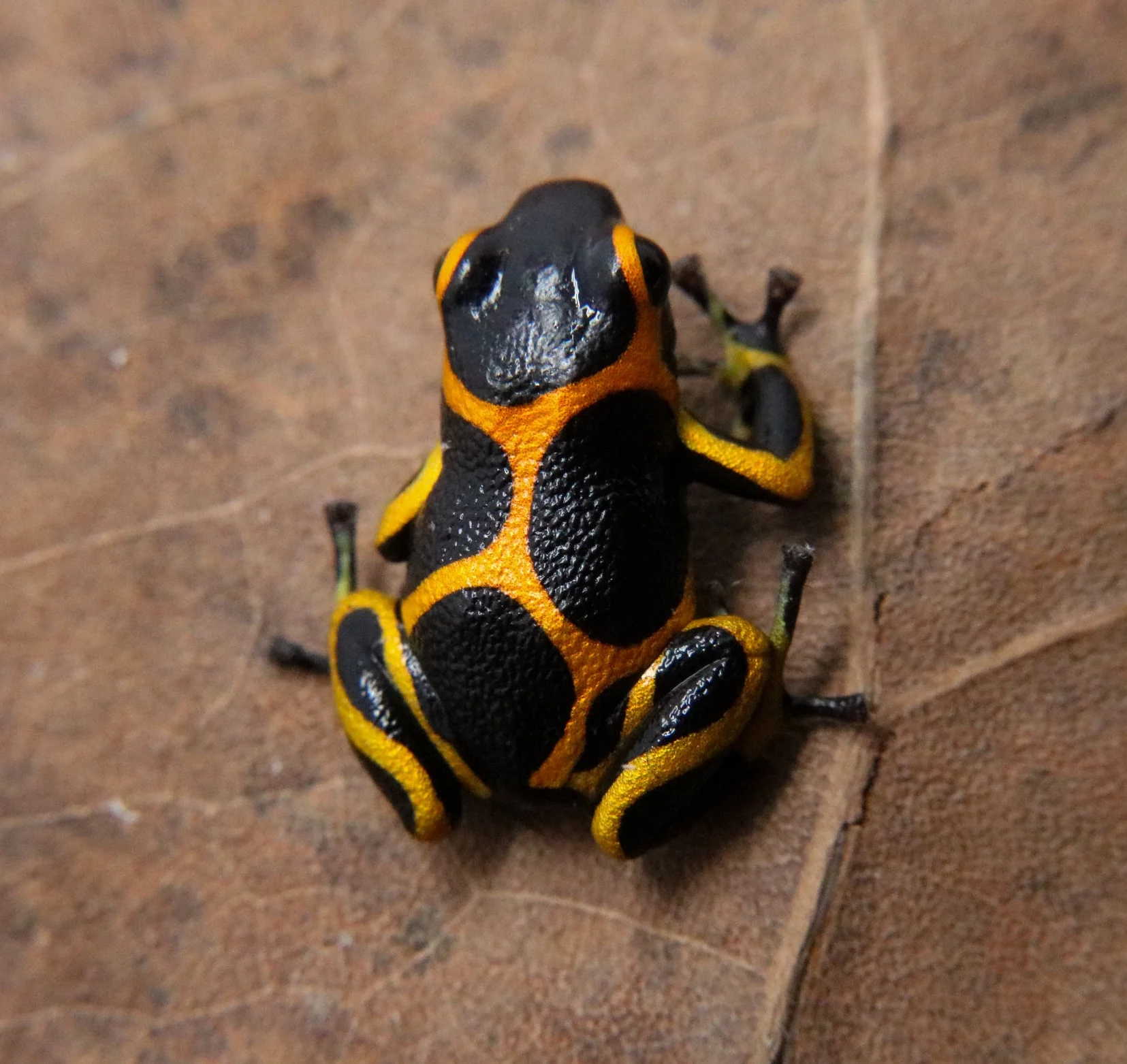 Ranitomeya imitator "Banded" - Image 2