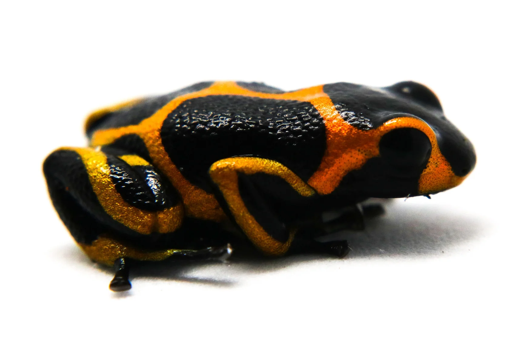 Ranitomeya imitator "Banded" - Image 3
