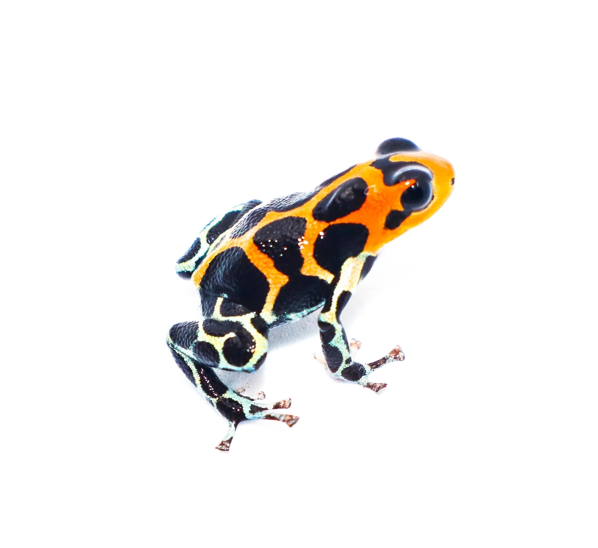 Ranitomeya imitator "Chazuta"