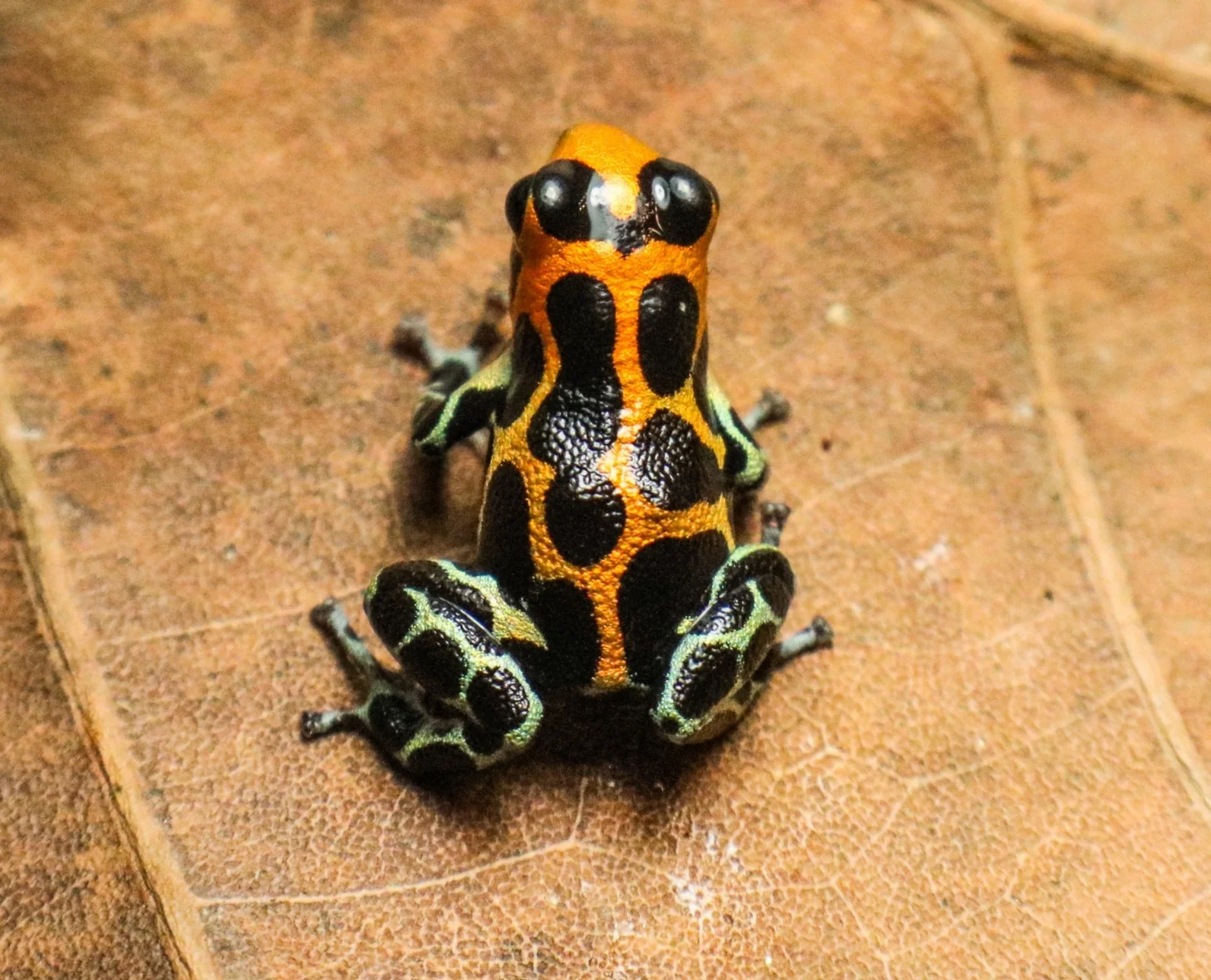 Ranitomeya imitator "Chazuta" - Image 2
