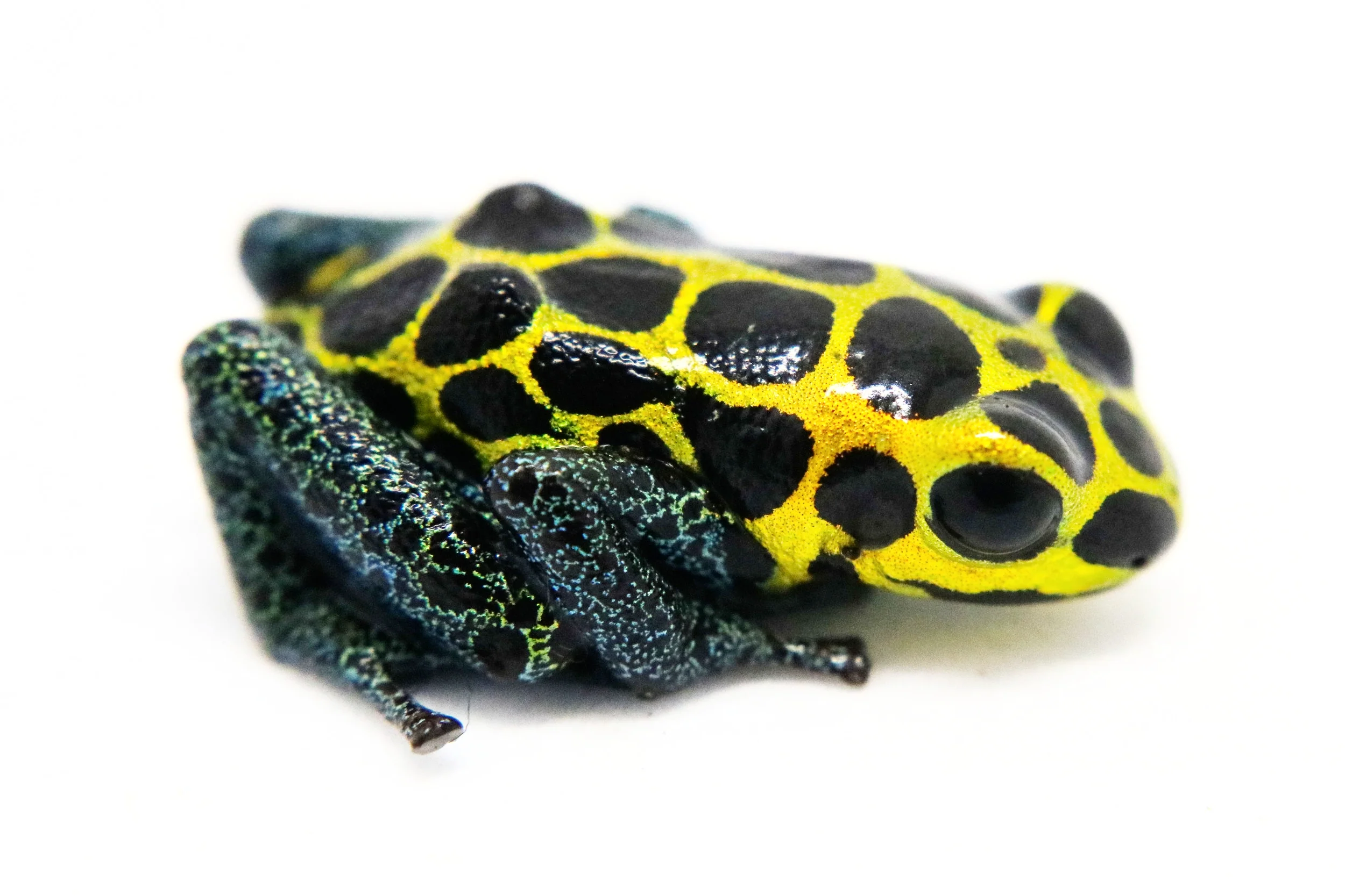 Ranitomeya imitator "Tarapoto" - Image 3