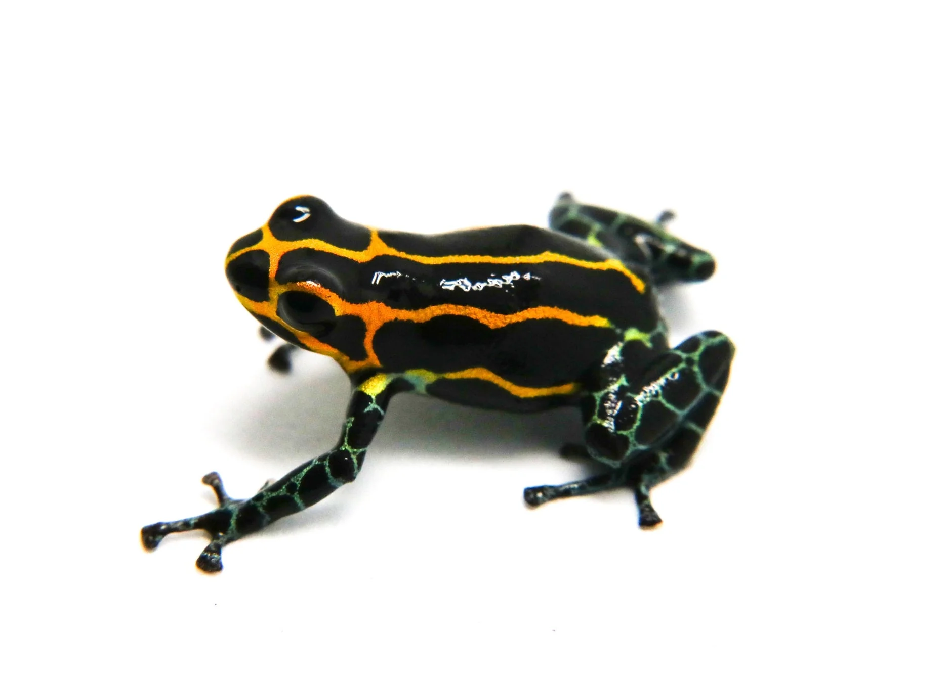 Ranitomeya imitator "Yumbatos" - Tadpole