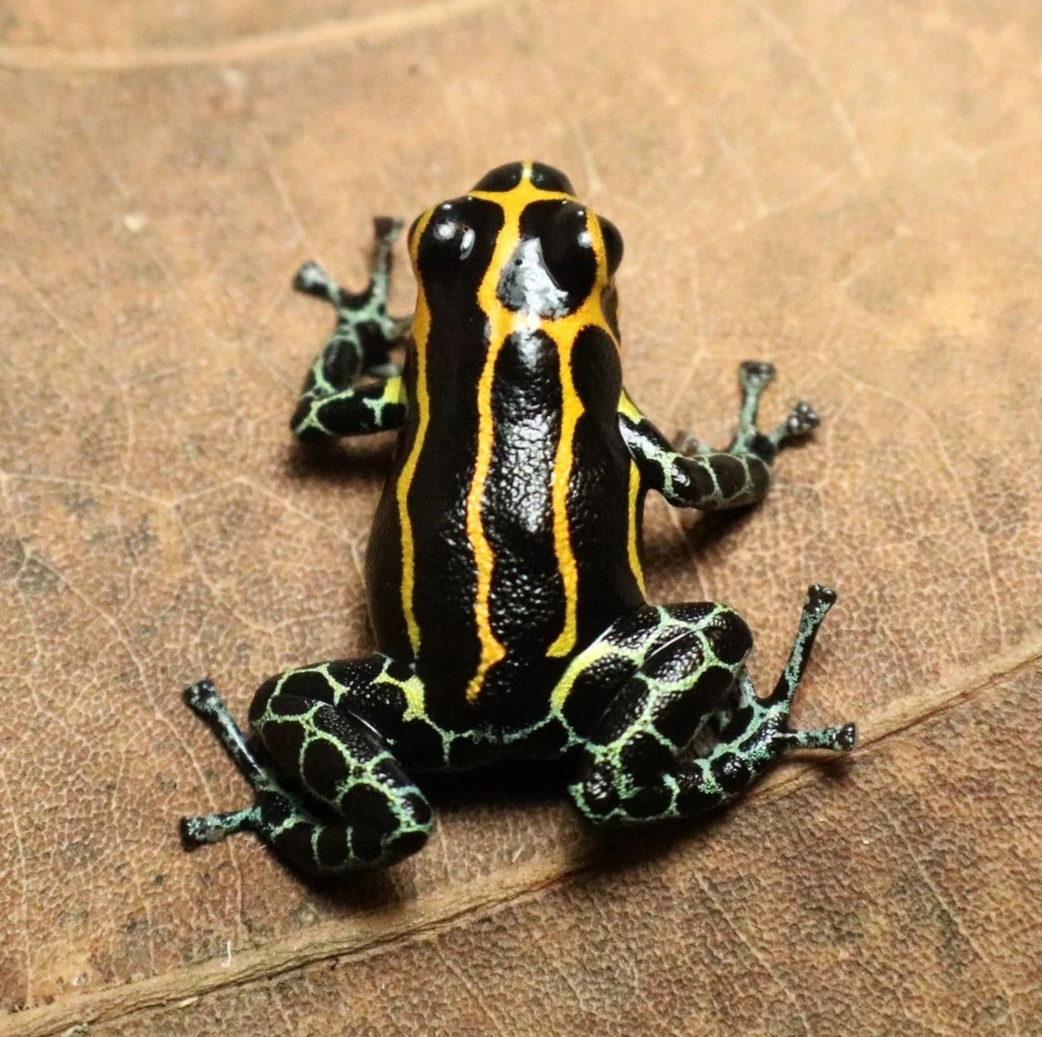Ranitomeya imitator "Yumbatos" - Tadpole - Image 2