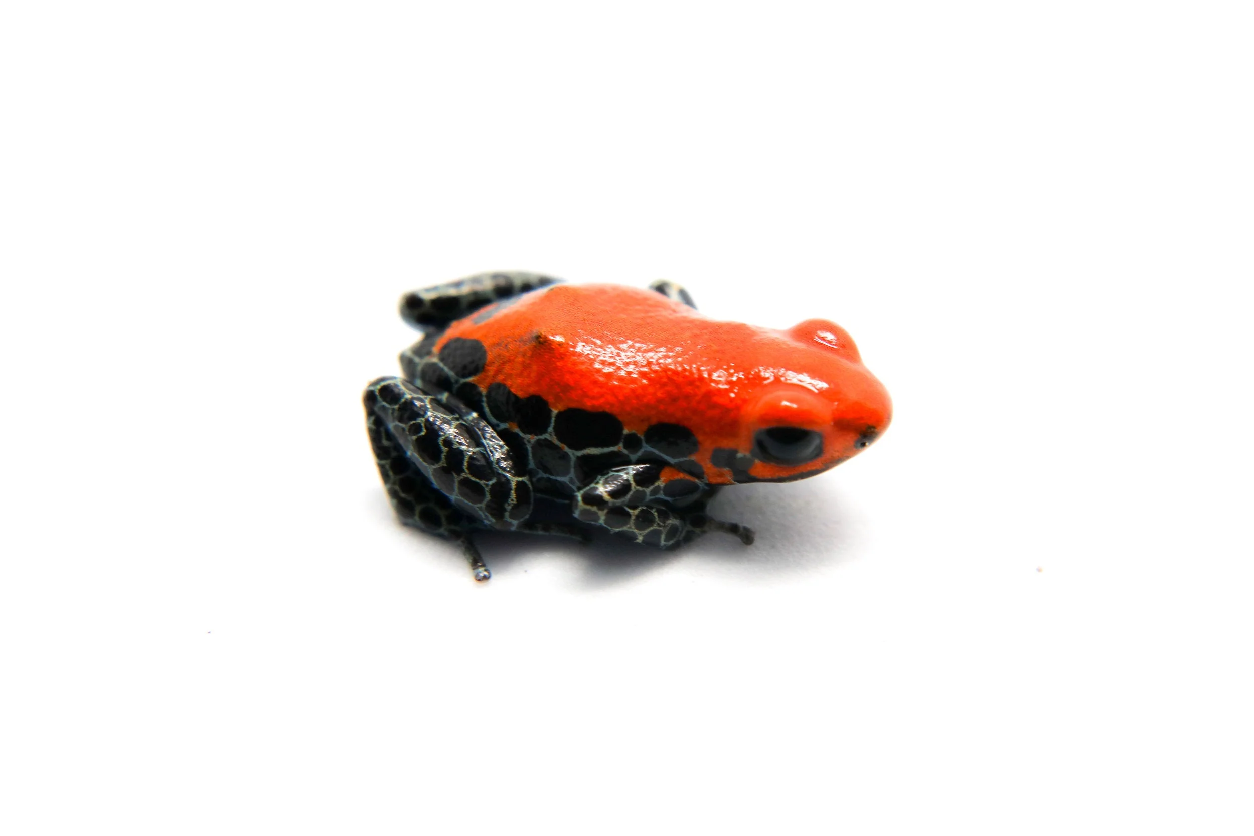 Ranitomeya reticulata - Tadpole