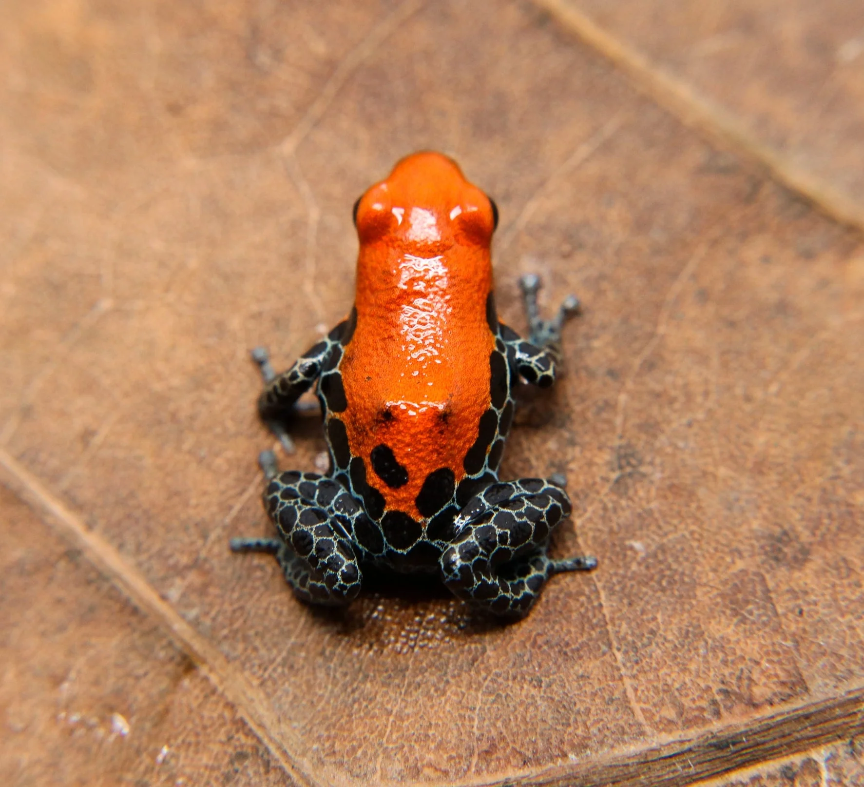 Ranitomeya reticulata - Tadpole - Image 2
