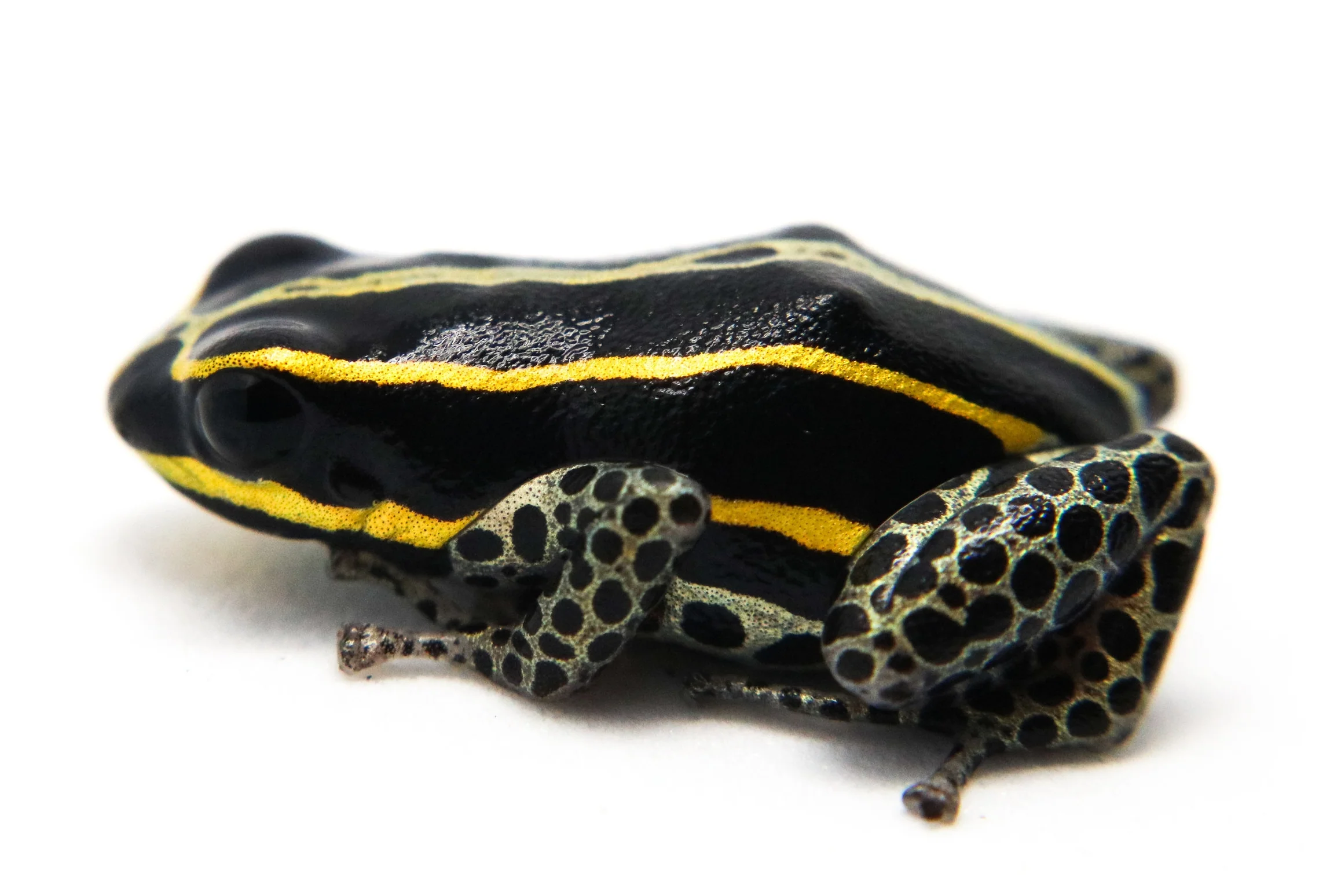 Ranitomeya sirensis "Biolat" - Image 3