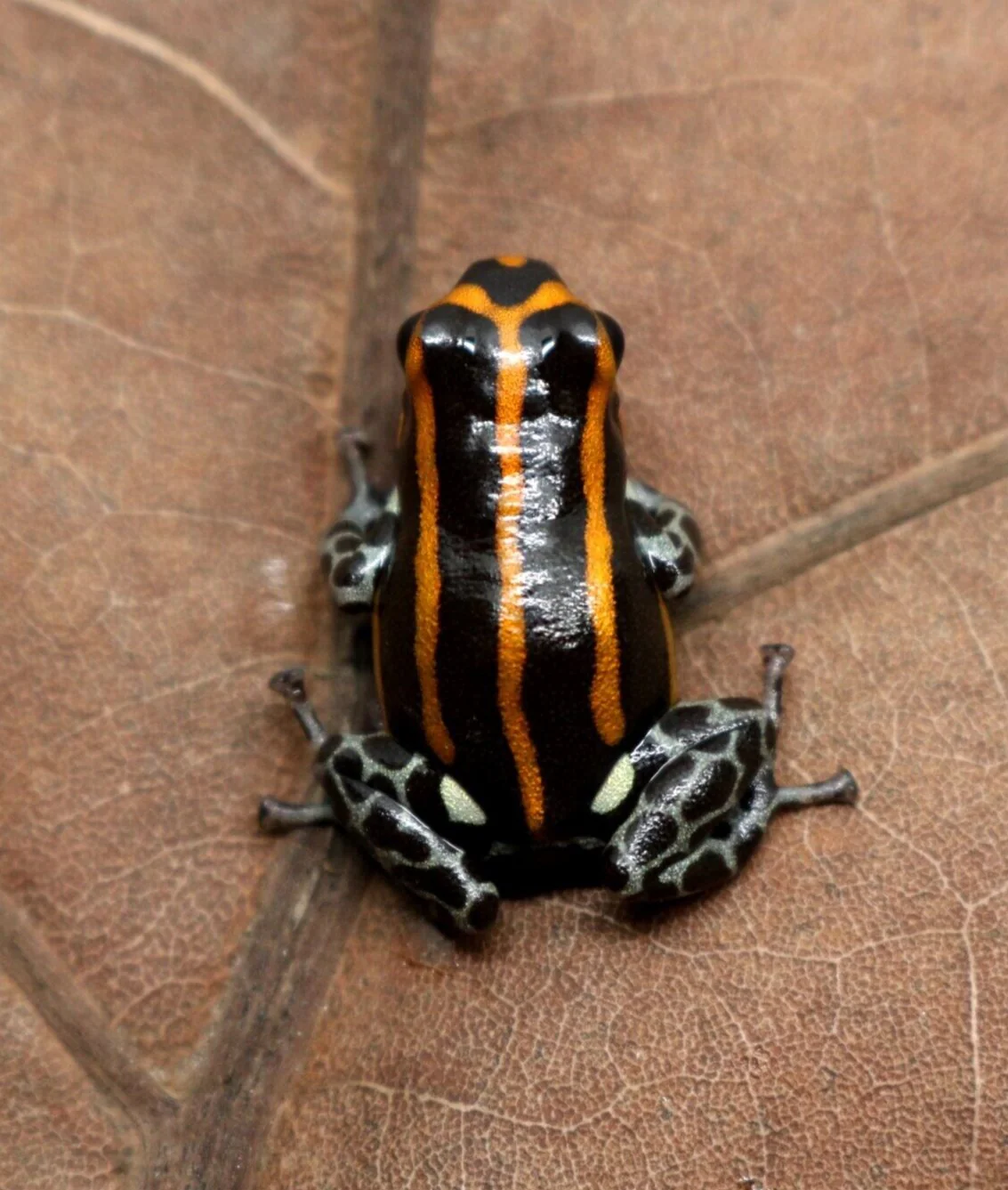 Ranitomeya sirensis "Orange" - Image 2