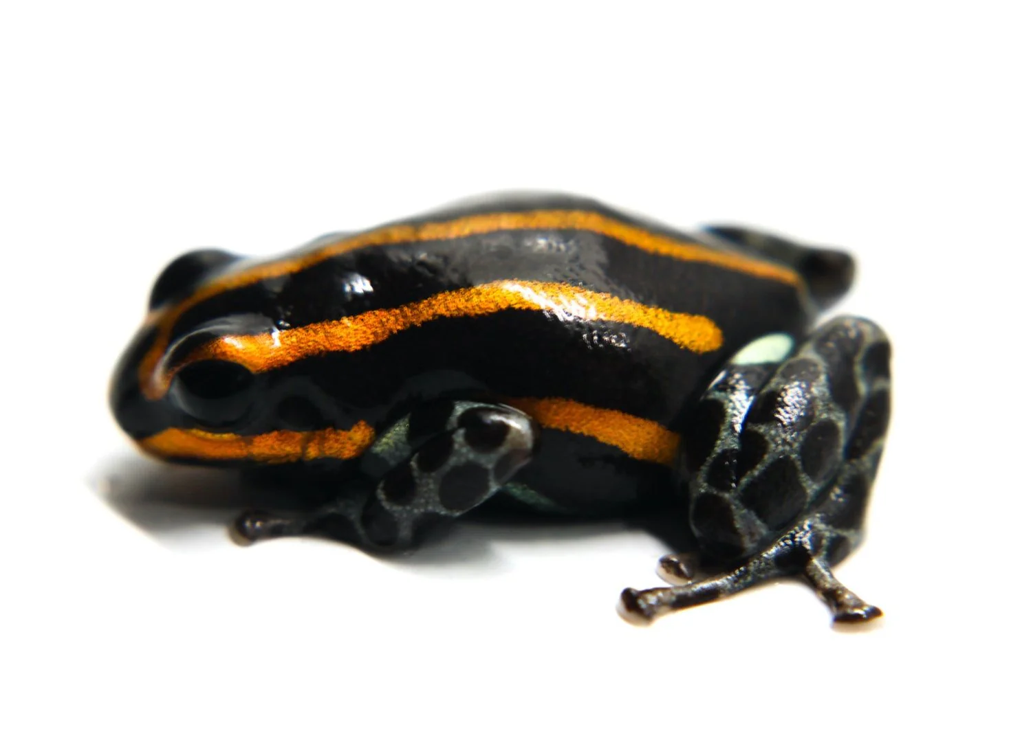 Ranitomeya sirensis "Orange" - Image 3