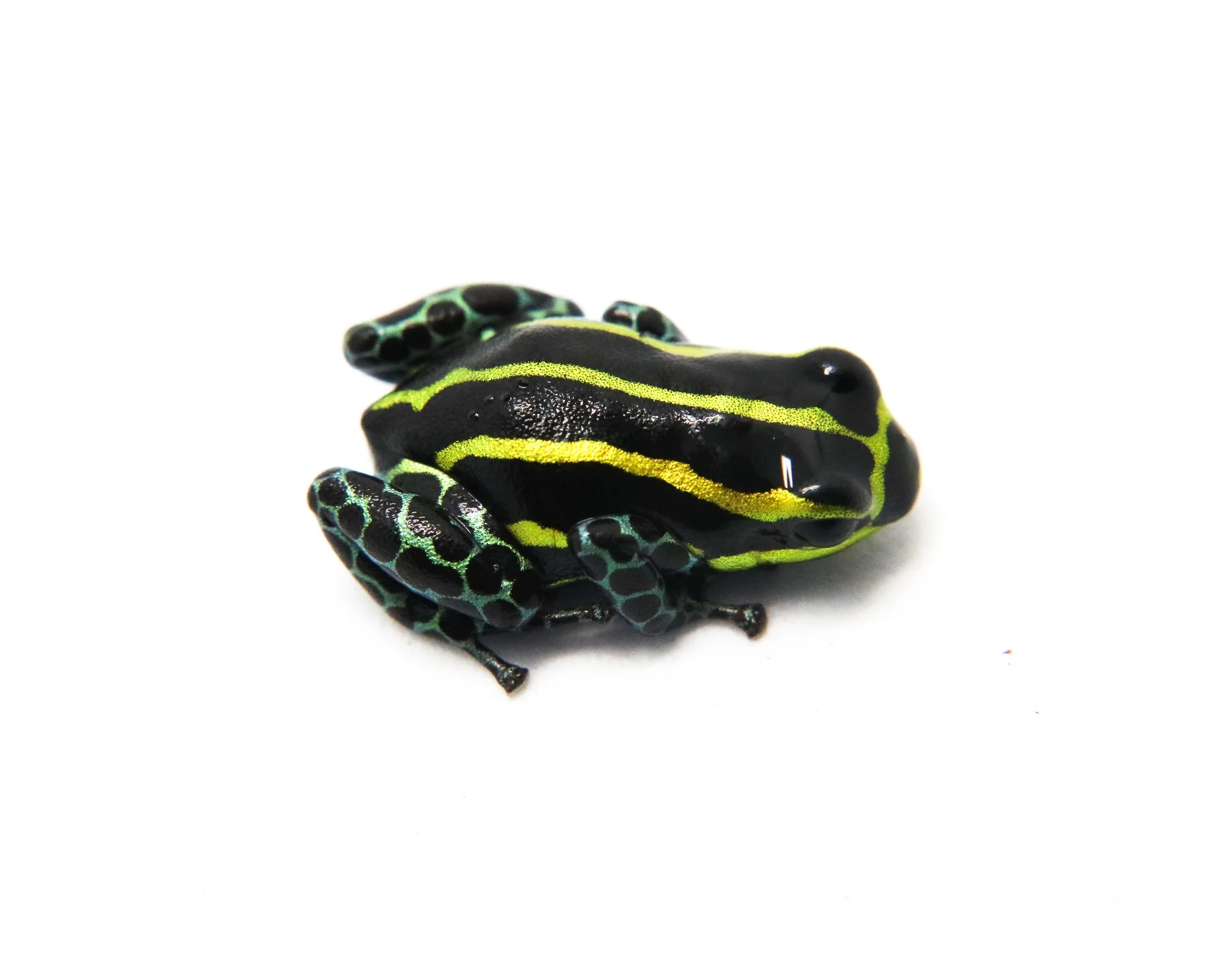 Ranitomeya sirensis "Panguana Green Legged"