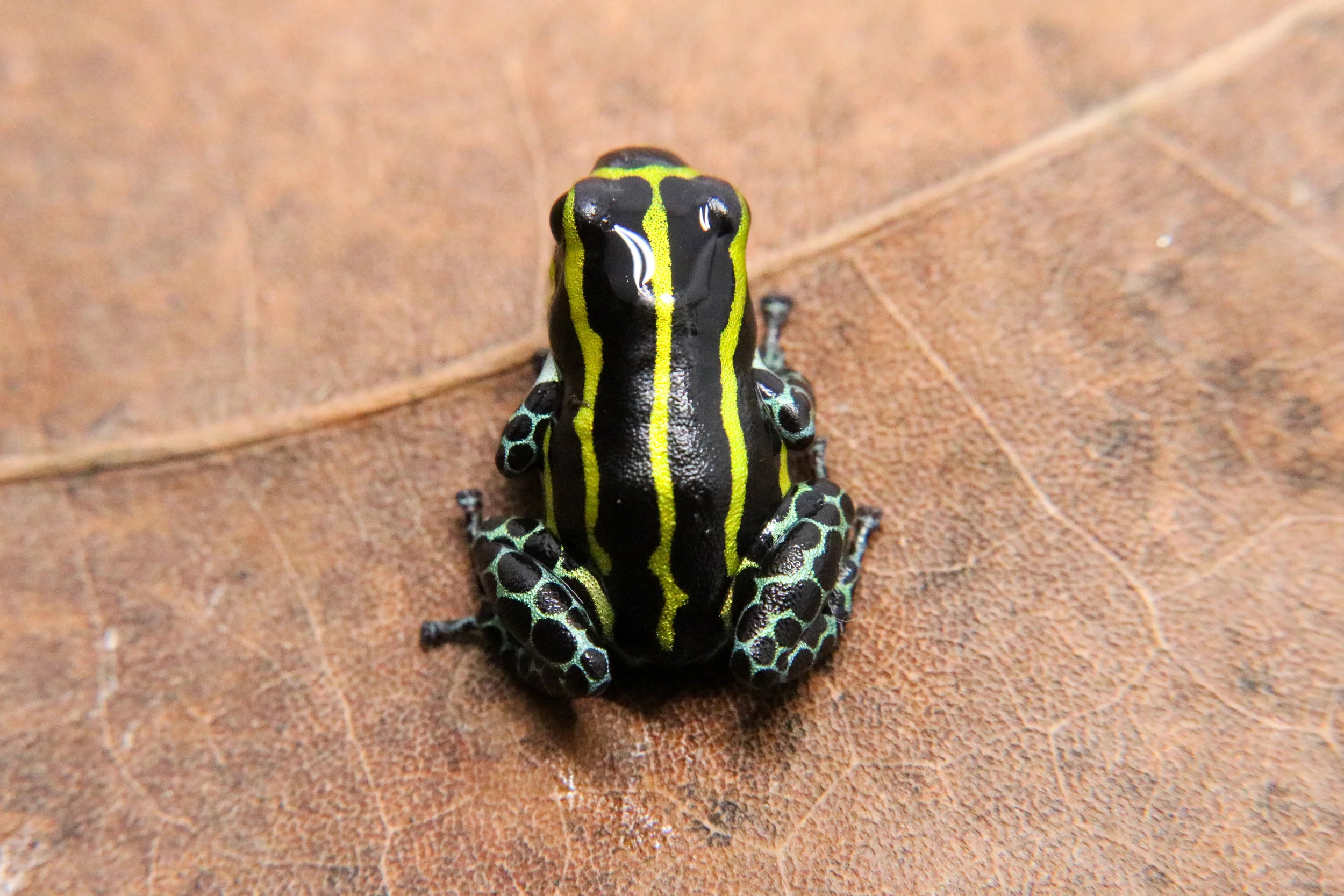Ranitomeya sirensis "Panguana Green Legged" - Image 2