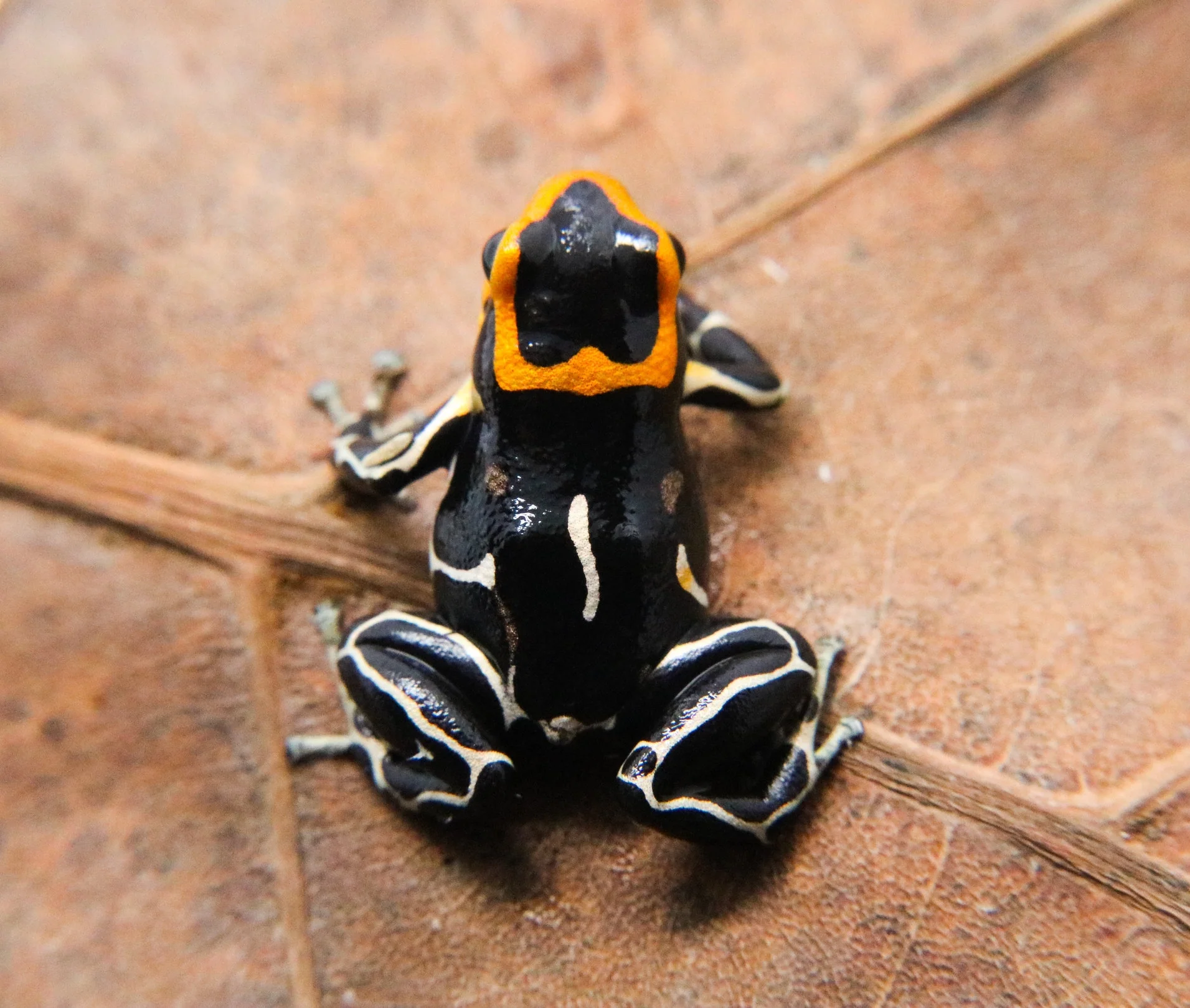 Ranitomeya summersi "White Banded" - formerly fantastica - Image 2