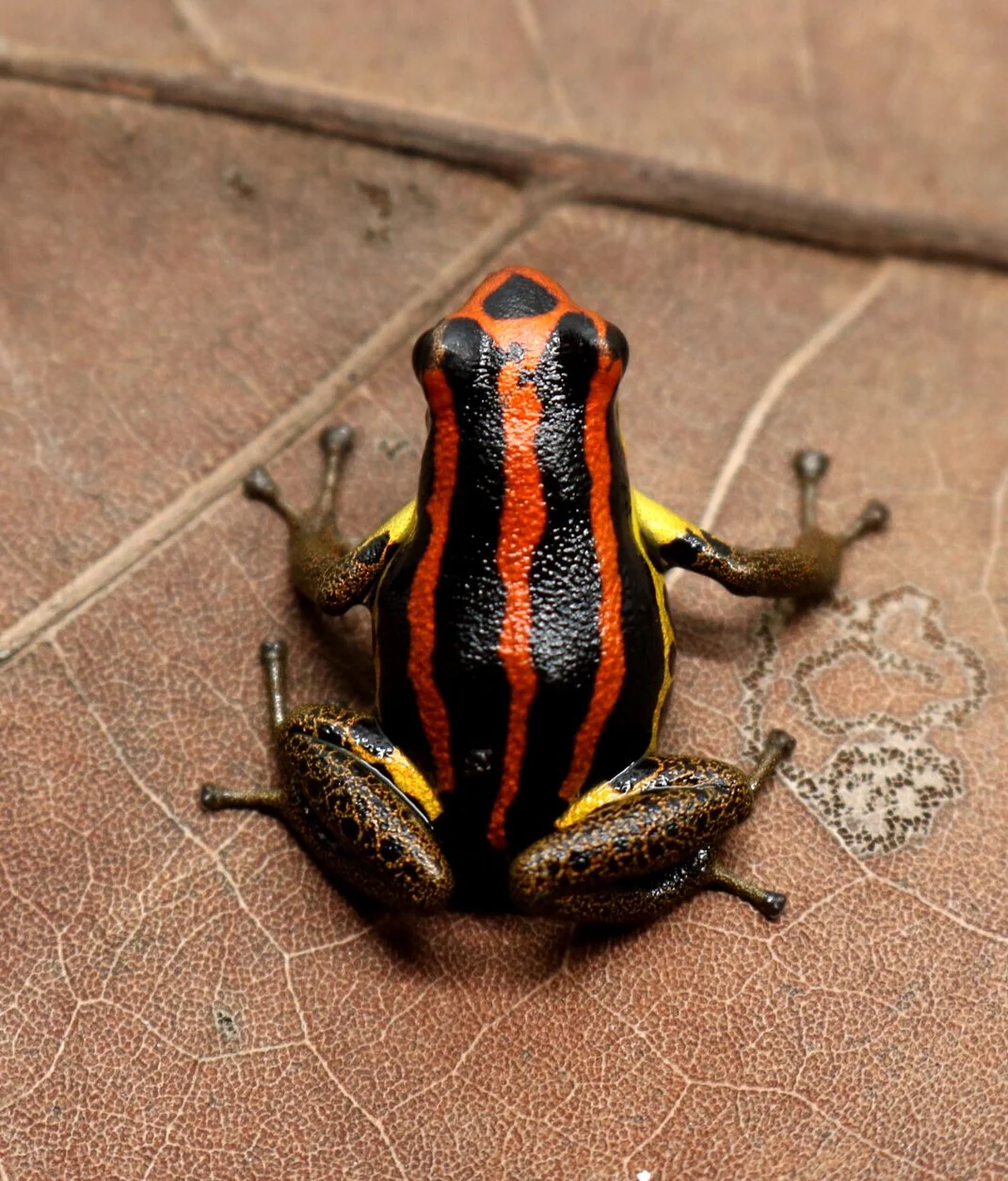 Ranitomeya uakarii "Gold Legged" - Image 2