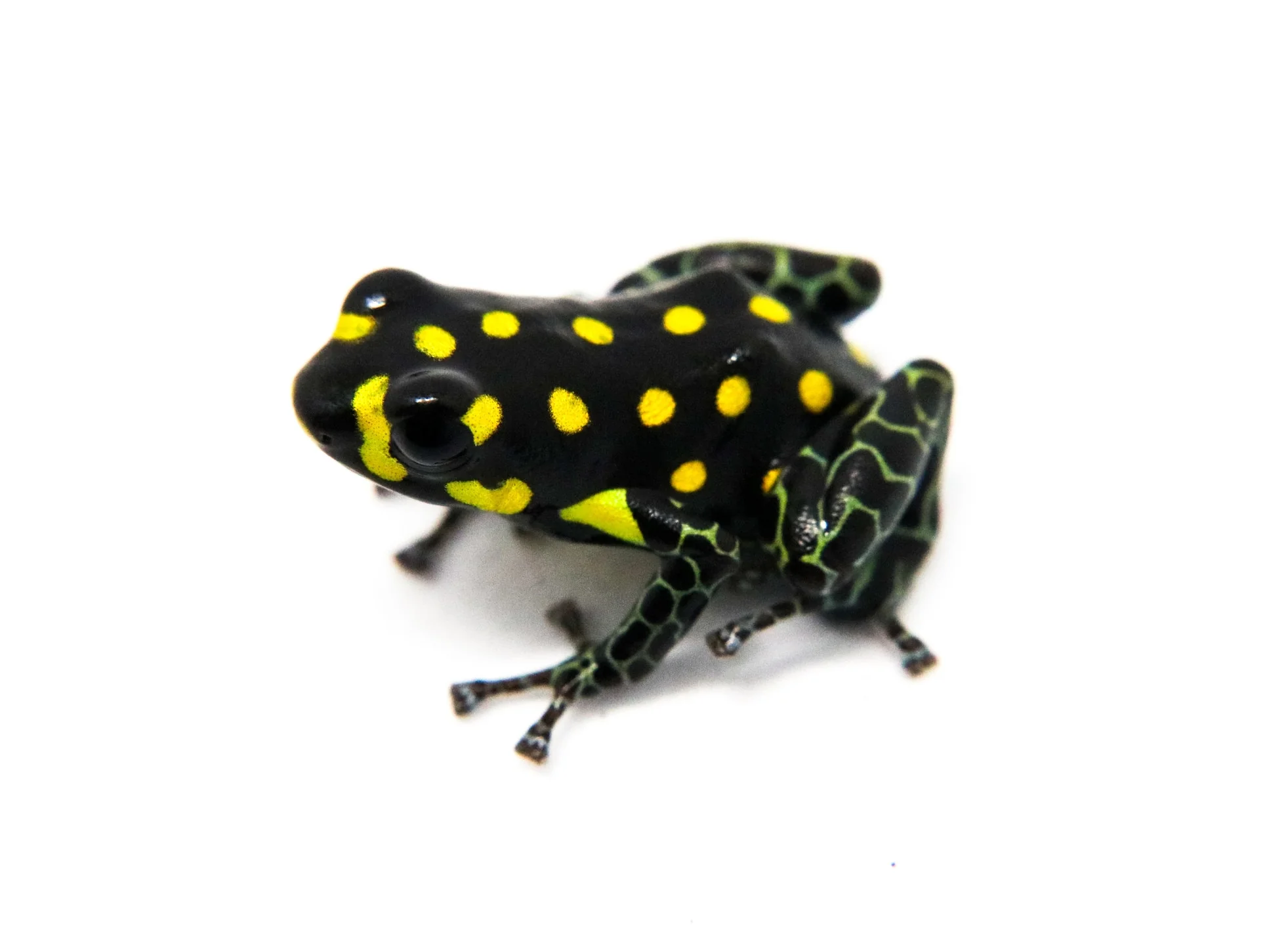 Ranitomeya vanzolinii