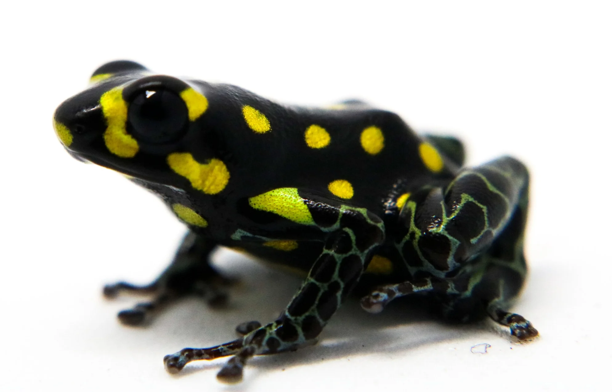 Ranitomeya vanzolinii - Image 3