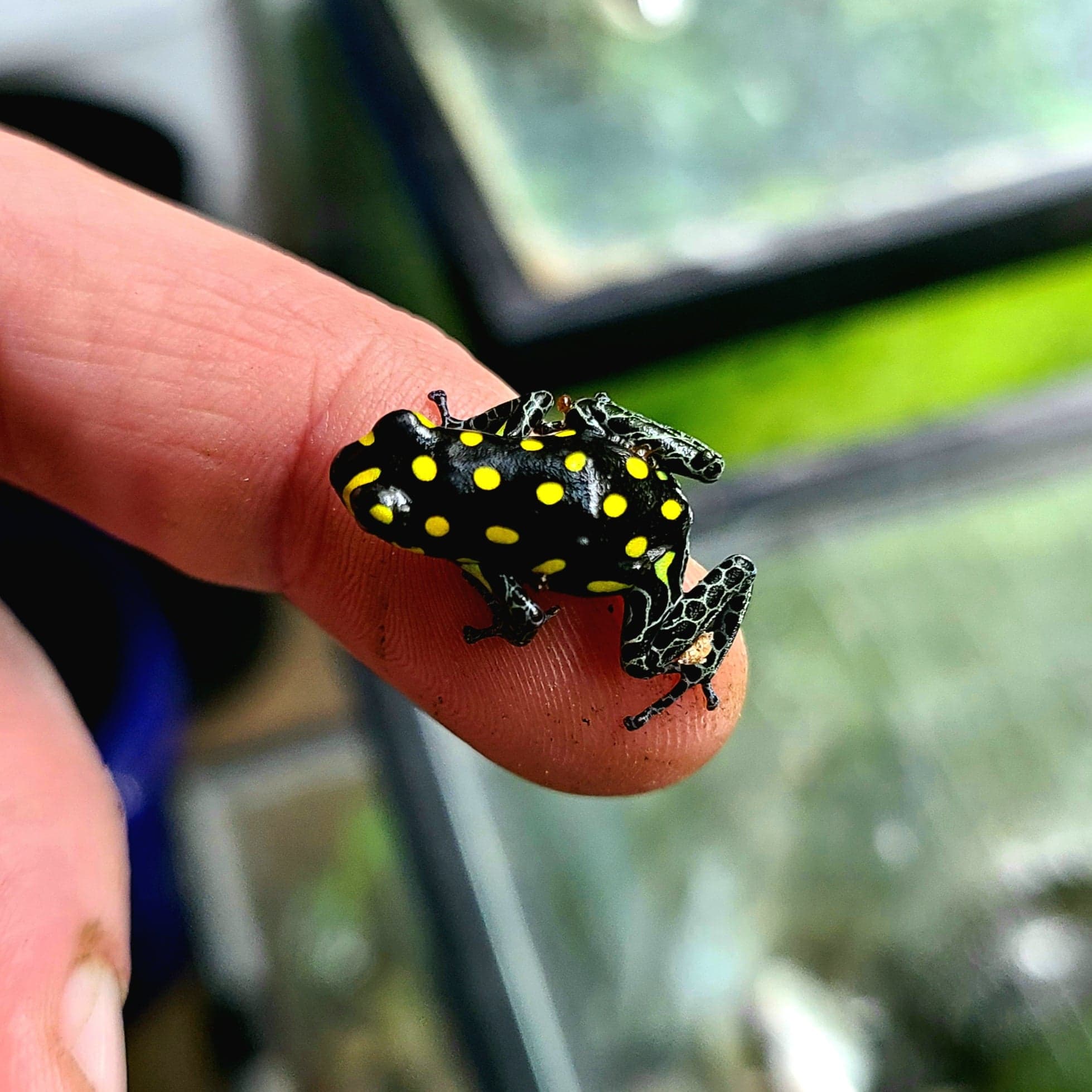Ranitomeya vanzolinii - Image 4