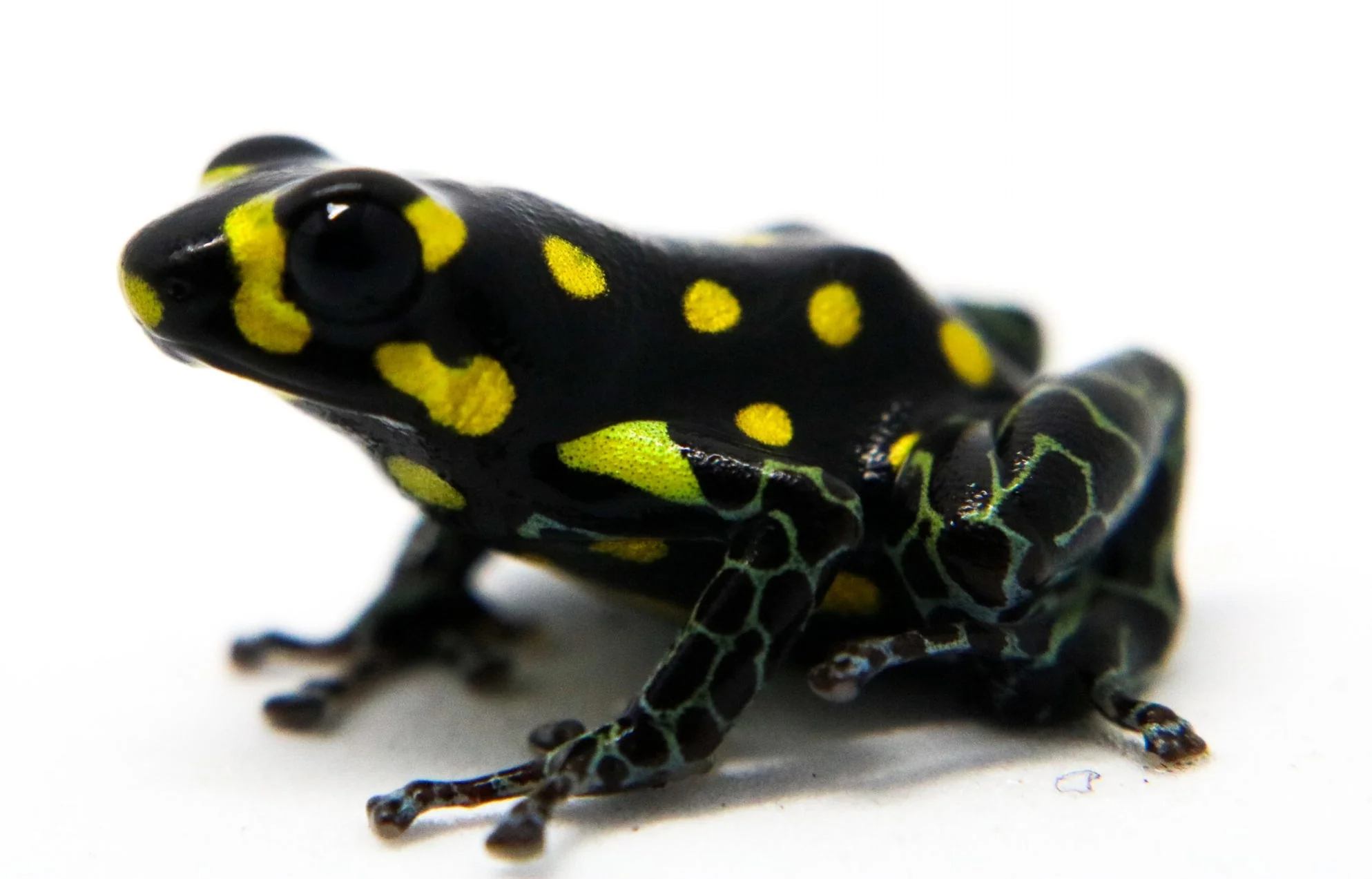 Ranitomeya vanzolinii Tadpole - Image 3