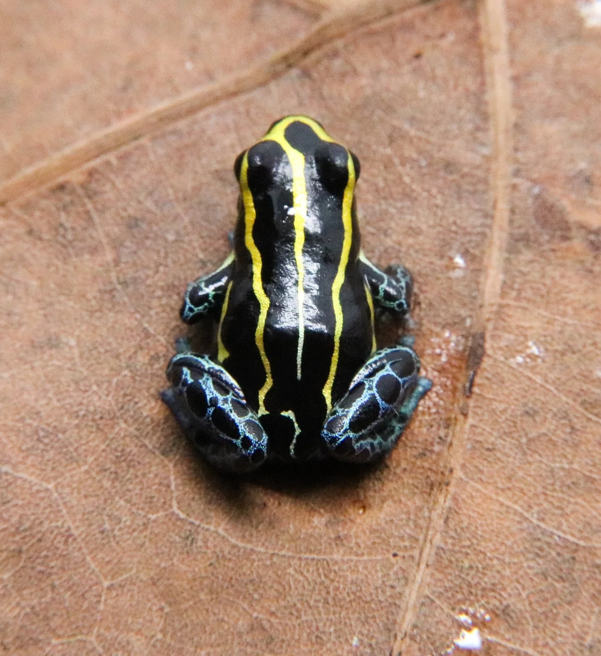Ranitomeya variabilis "Borja Ridge" - Image 2