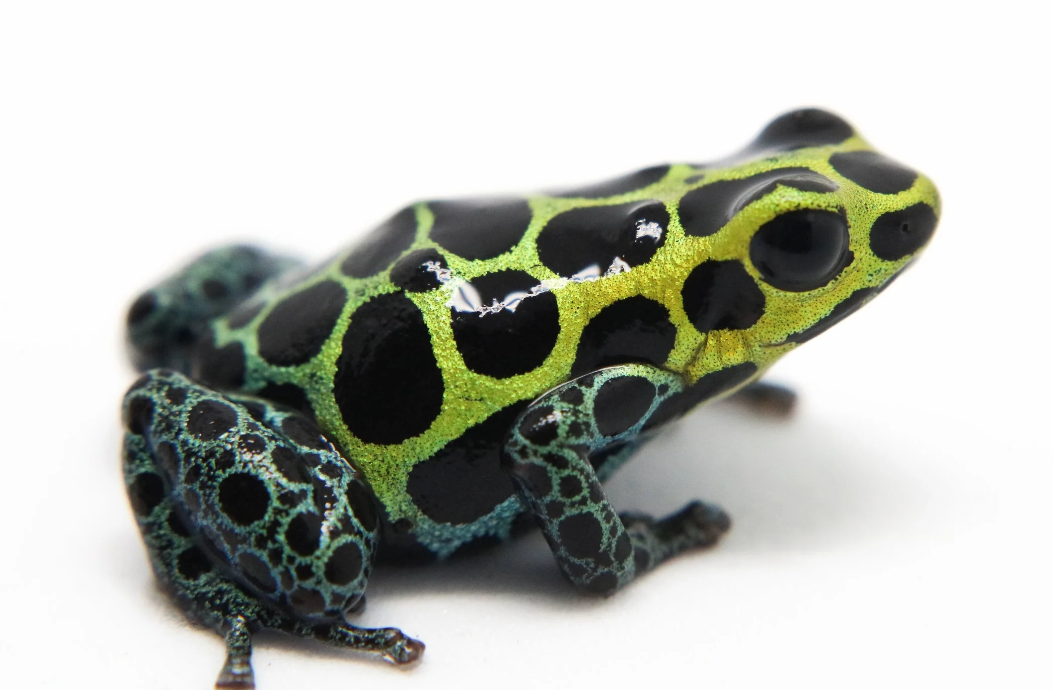Ranitomeya variabilis "Highland" - Image 3