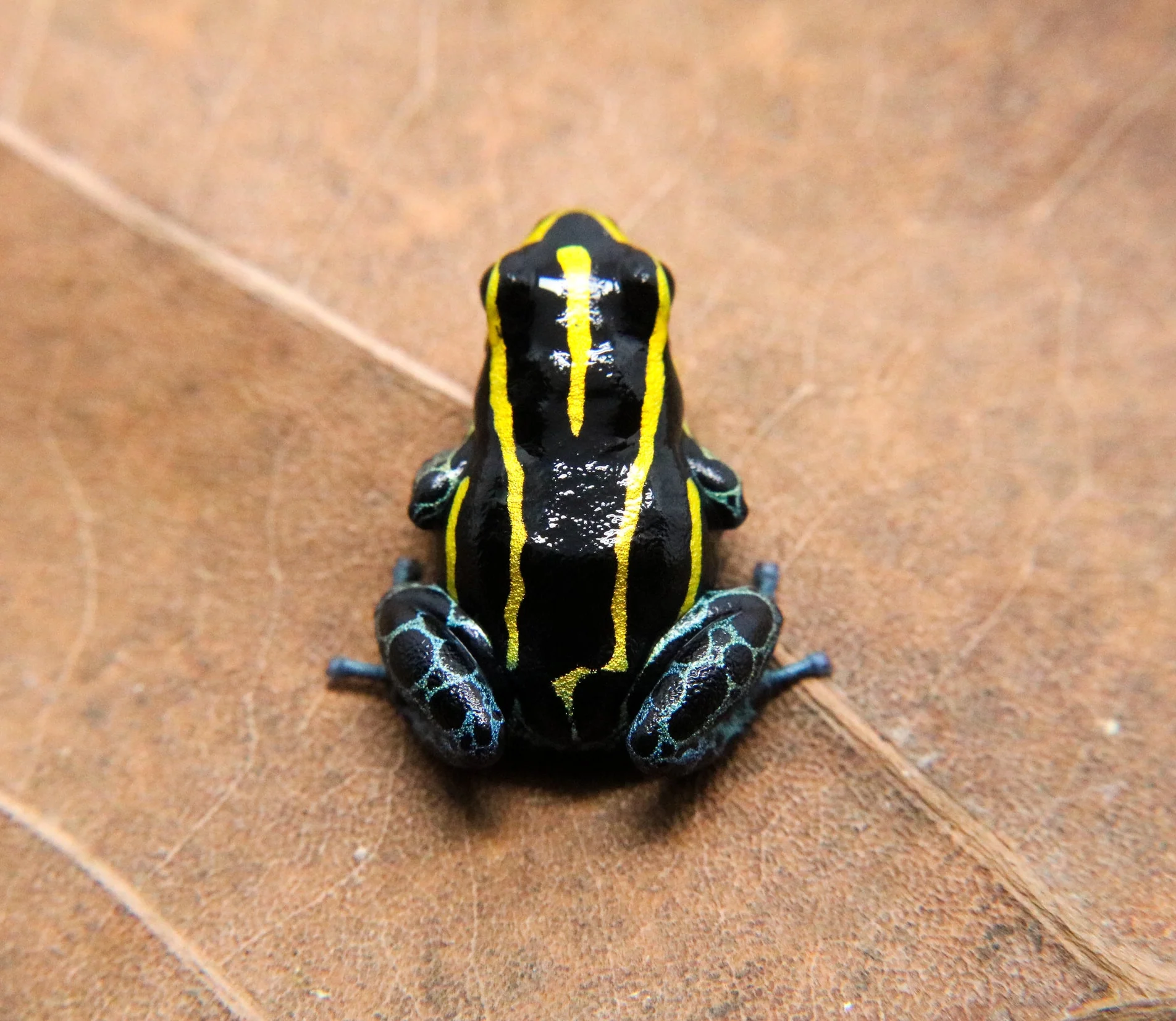 Ranitomeya variabilis "Rodyll" - Image 2