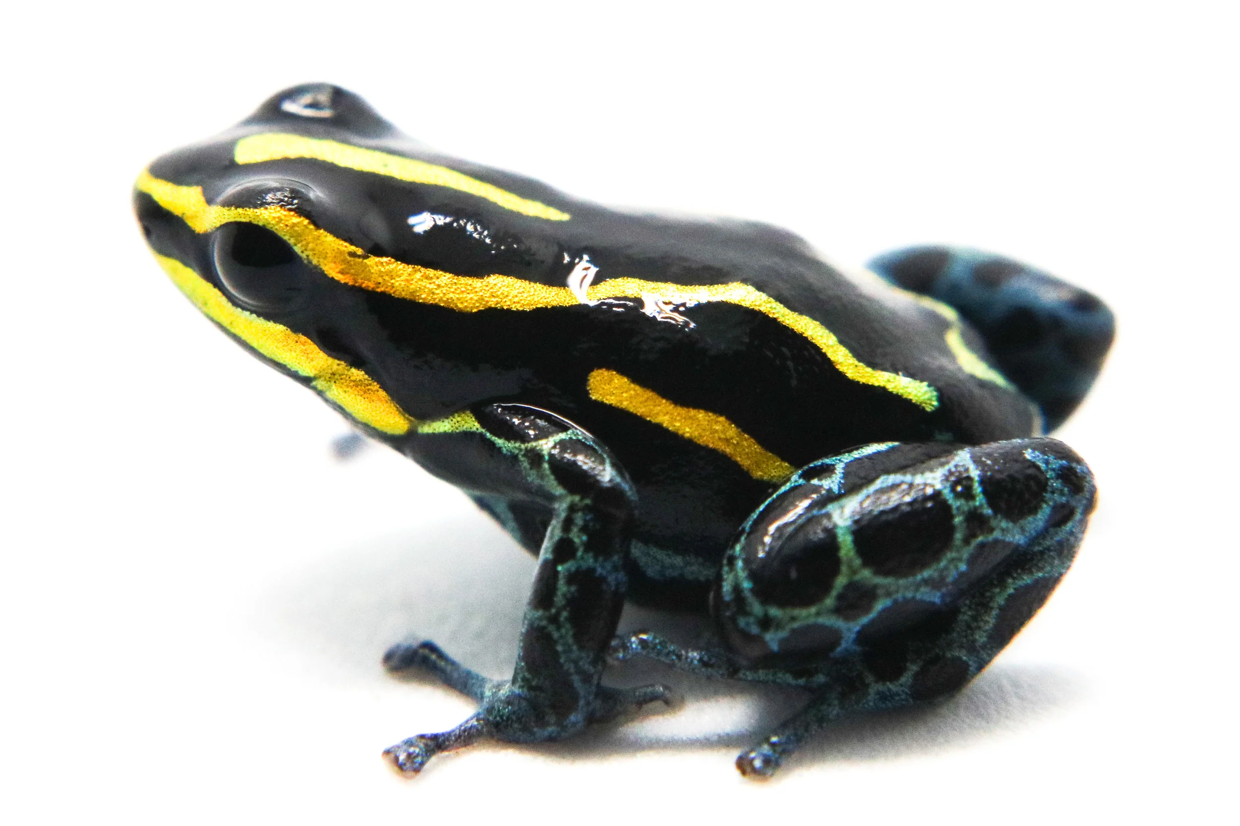 Ranitomeya variabilis "Rodyll" - Image 3
