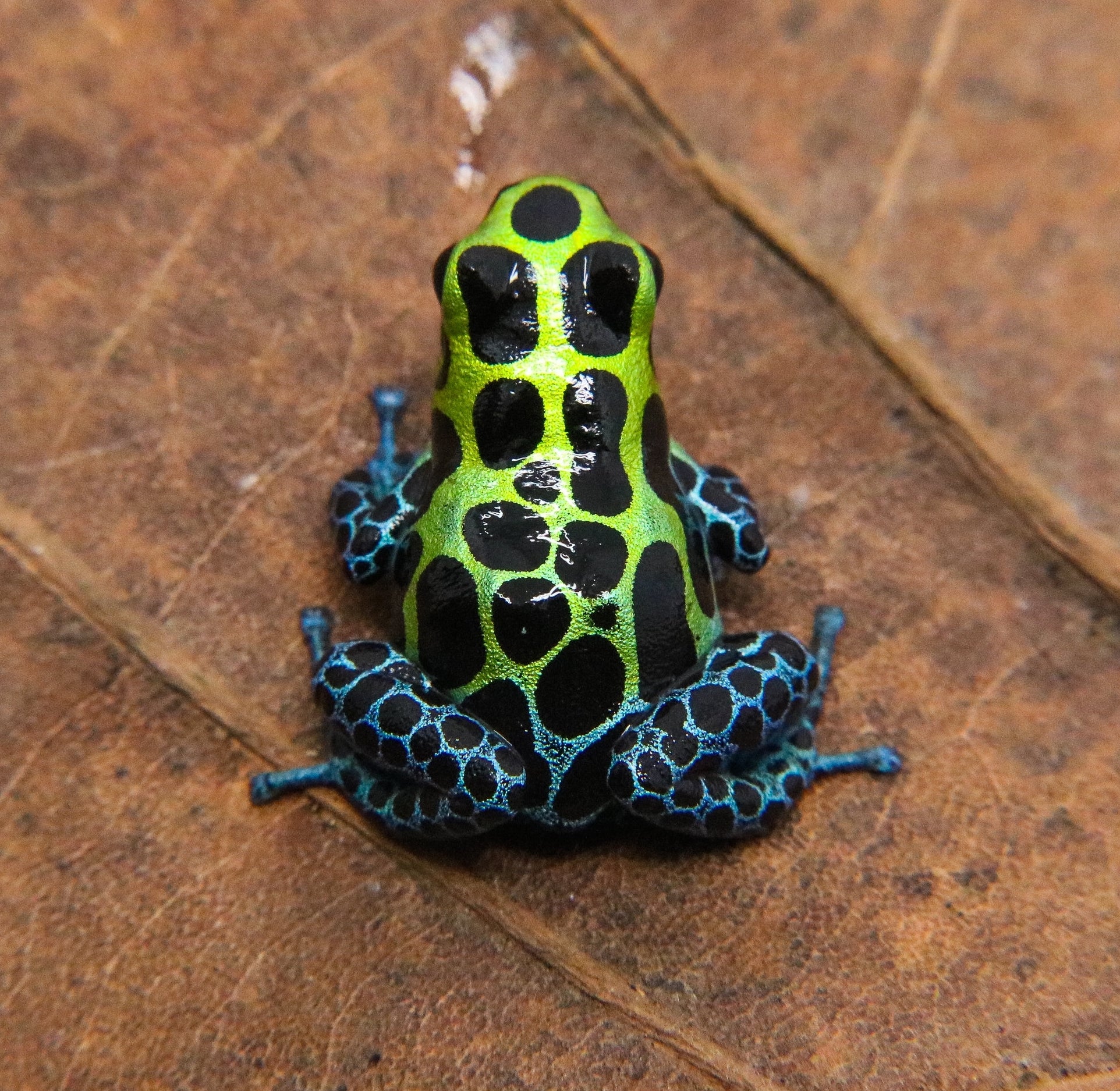 Ranitomeya variabilis "Southern" - Image 2