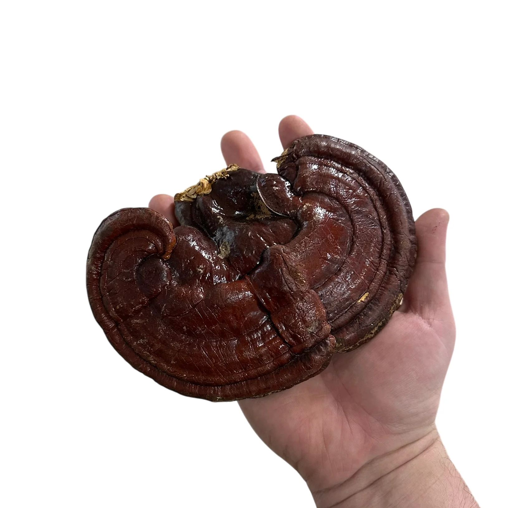 Reishi Cap - Image 2
