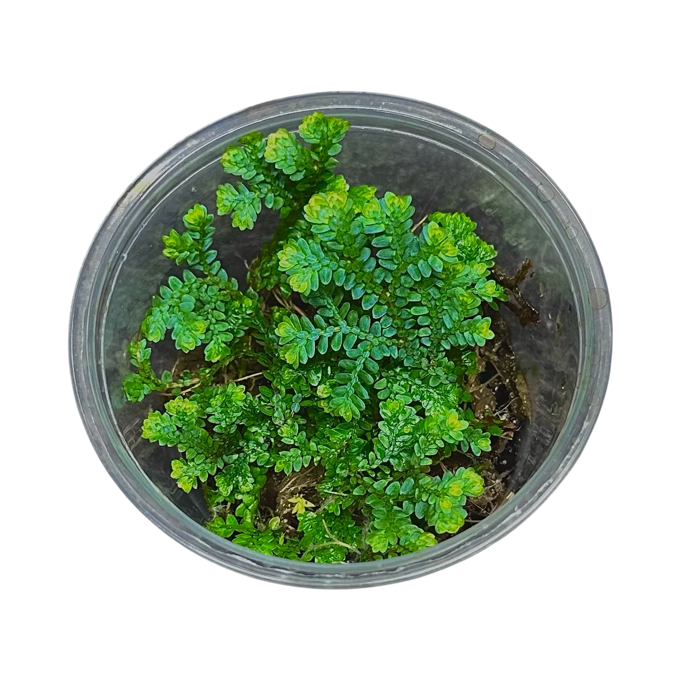 Selaginella uncinata - Image 3