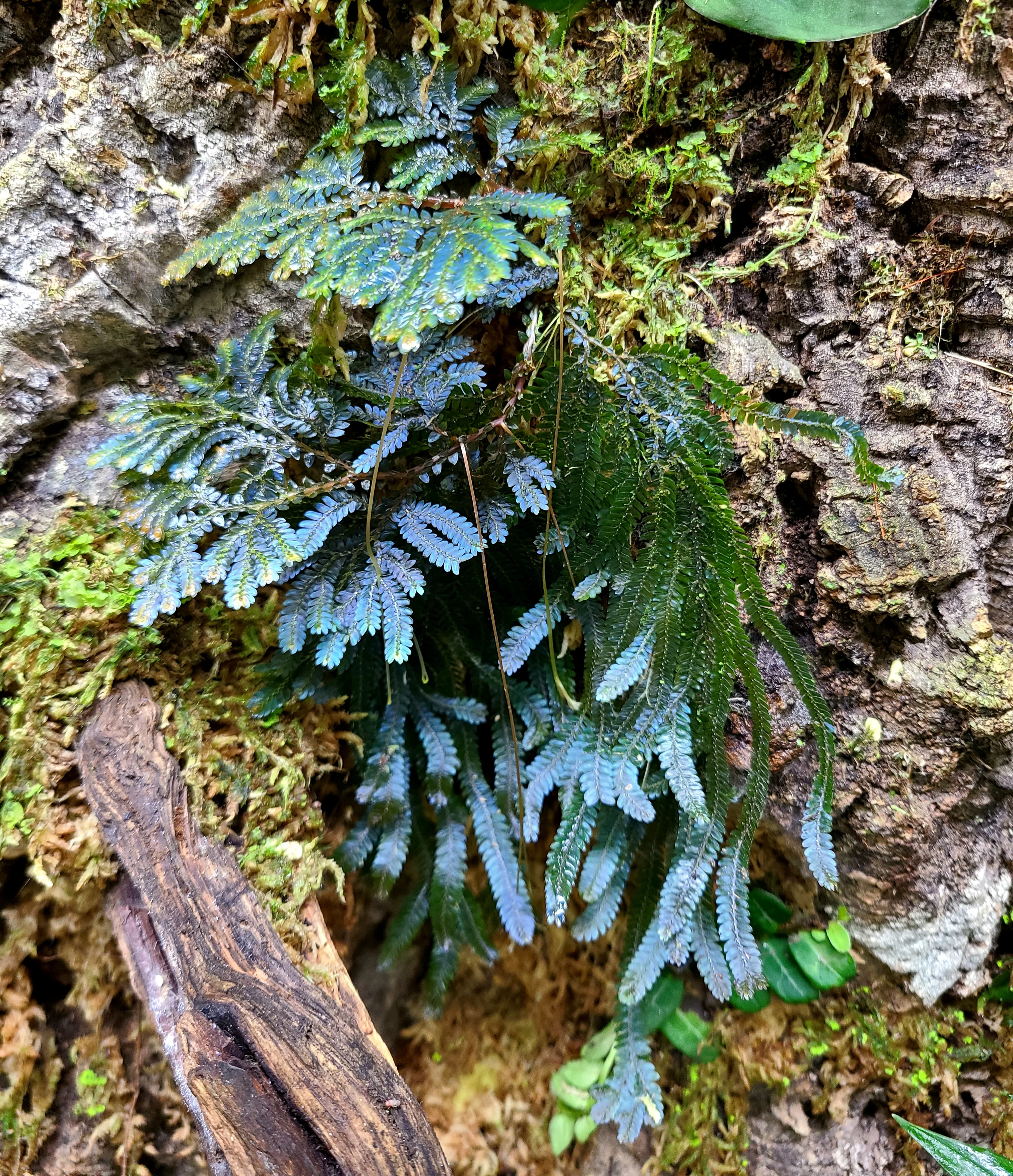 Selaginella willdenowii - Image 5