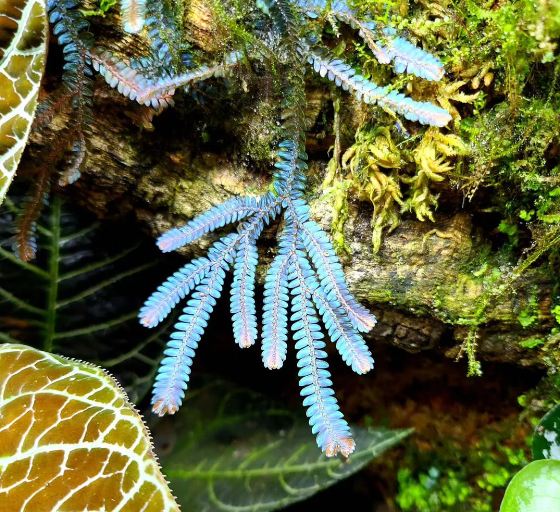 Selaginella willdenowii - Image 6