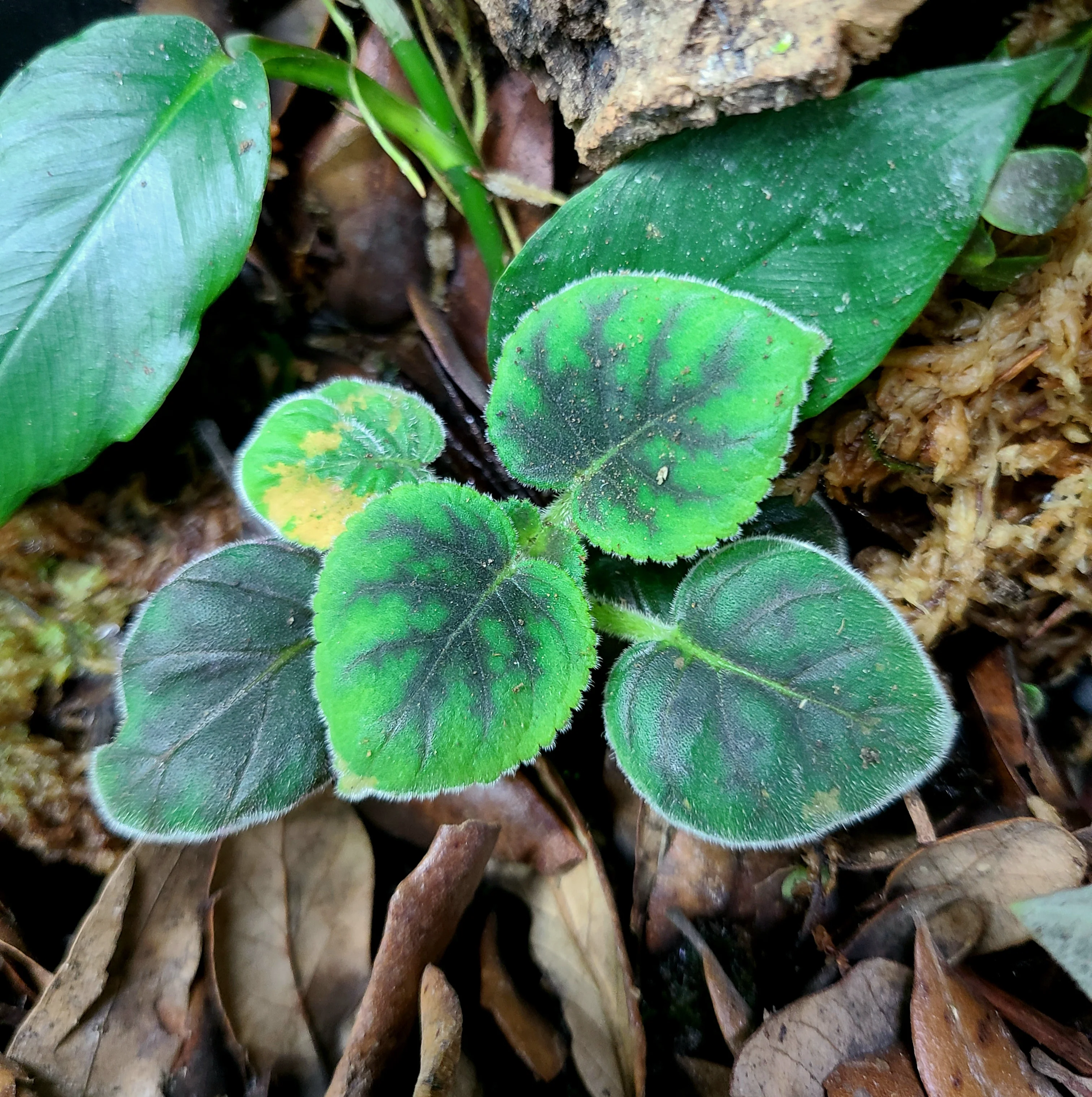 Smithiantha zebrina