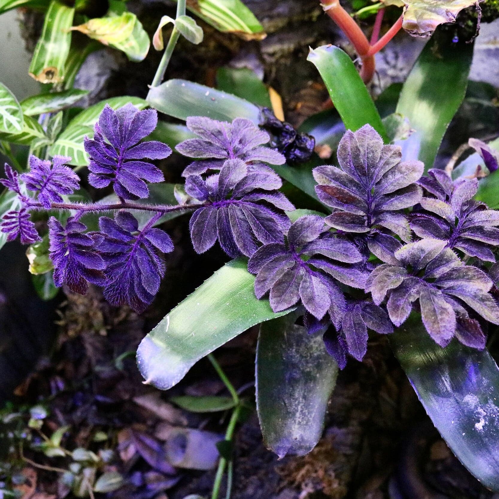 Solanum aff. uleanum - Image 3