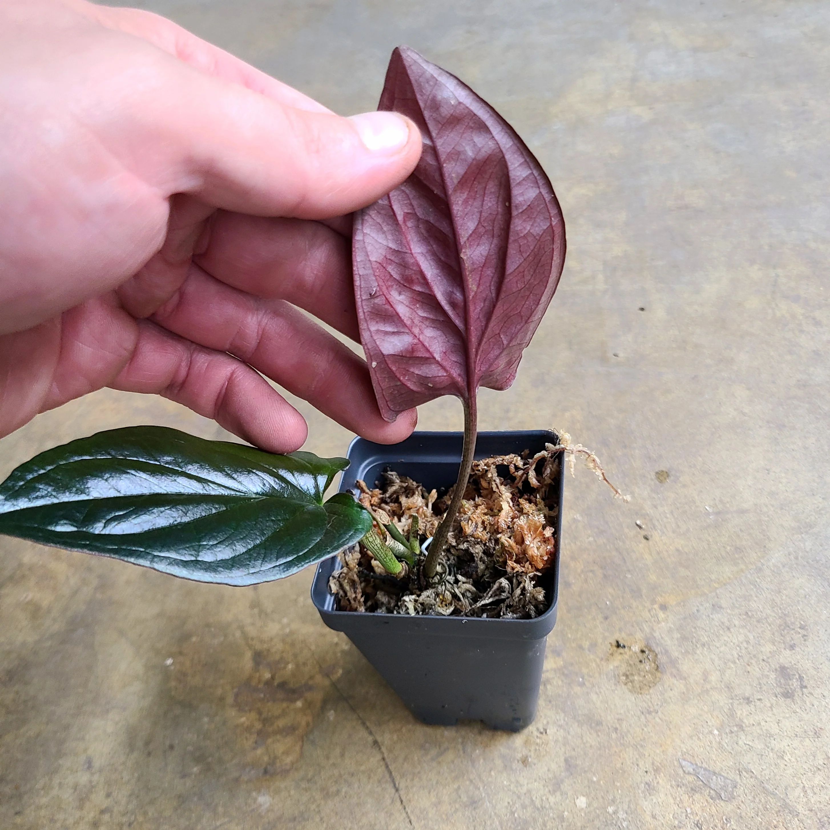 Syngonium erythrophyllum ‘Llano Carti Rd' - Image 2