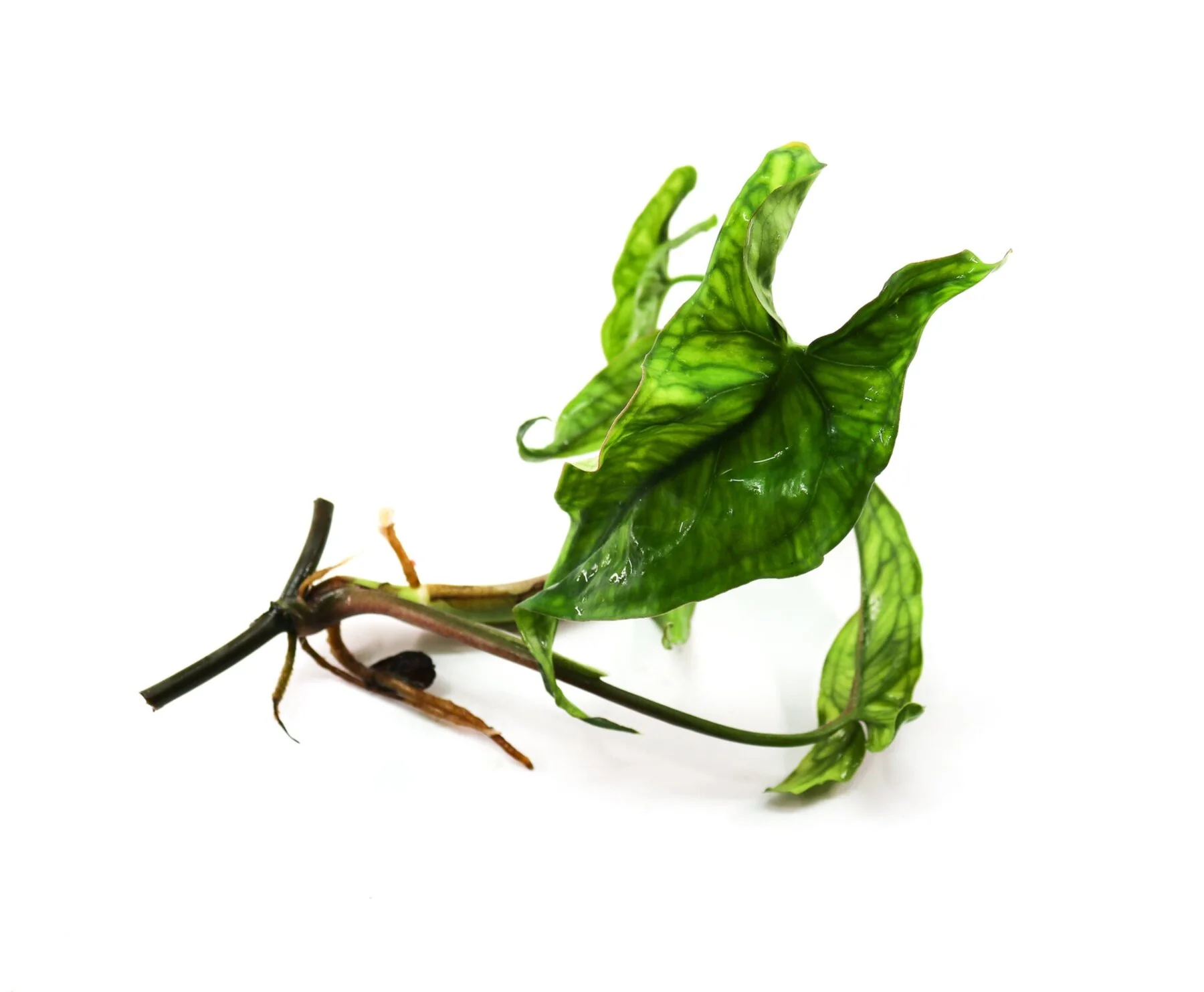 Syngonium "Lance Leaf"