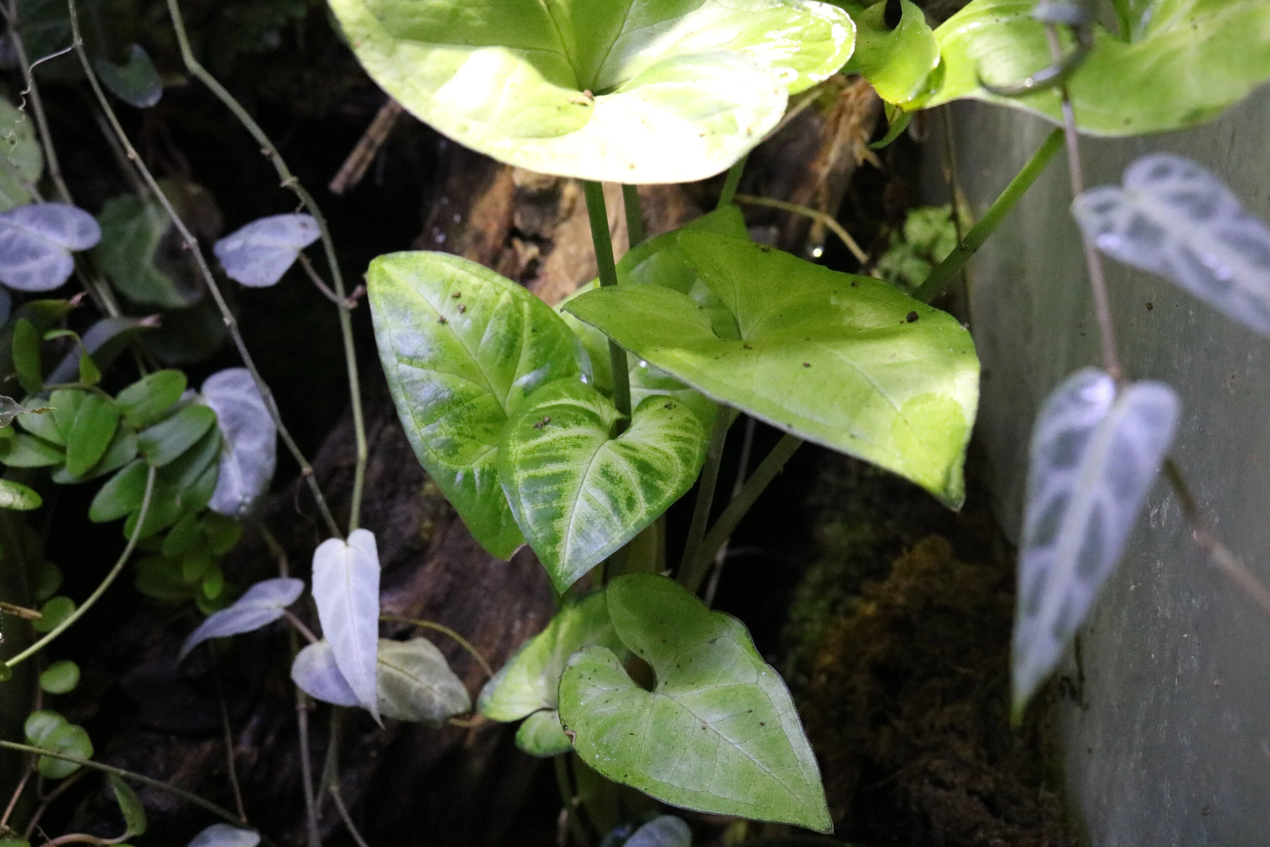Syngonium podophyllum - Image 2